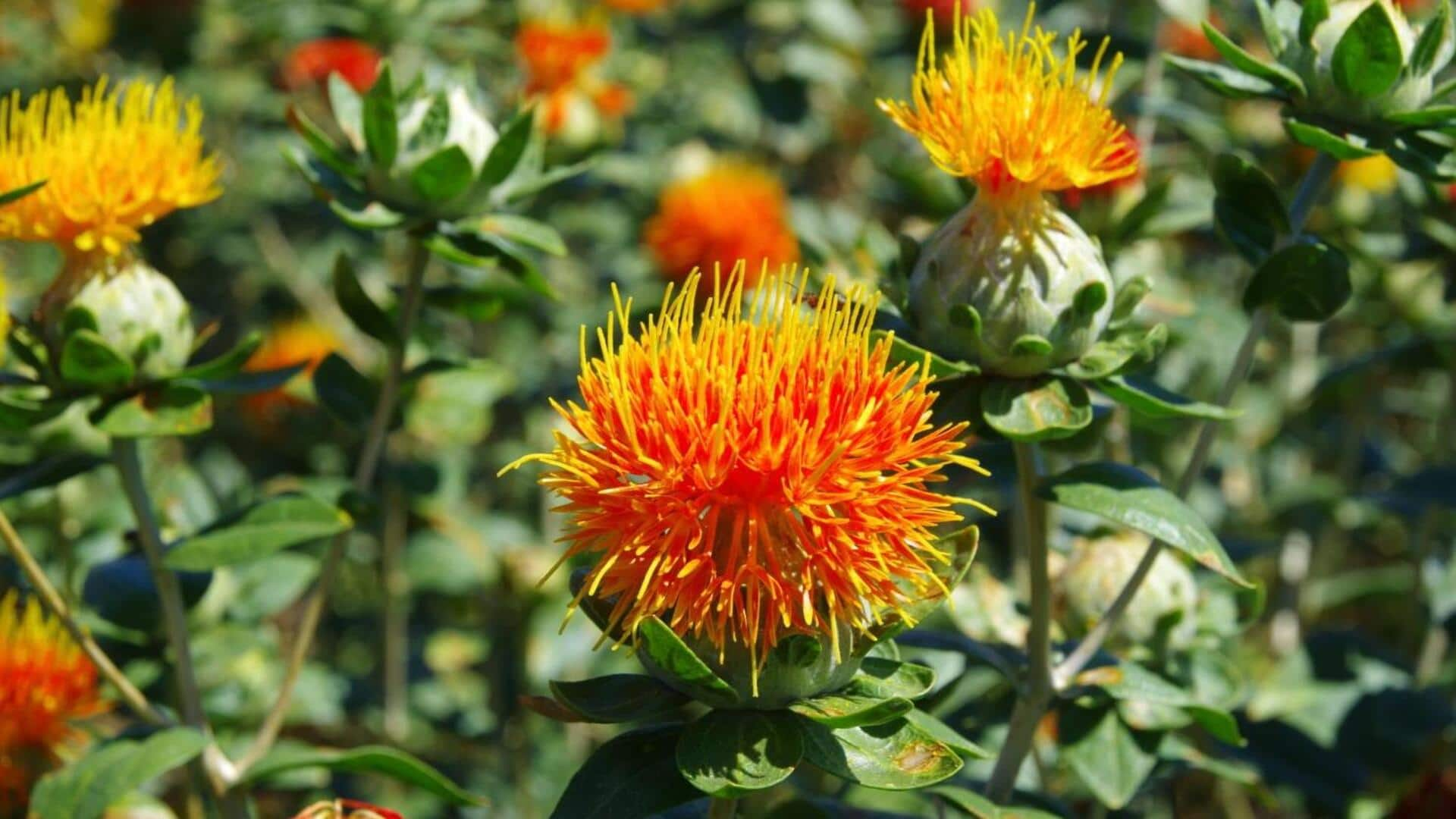 Grow delicate safflower in your home office—It's so easy!