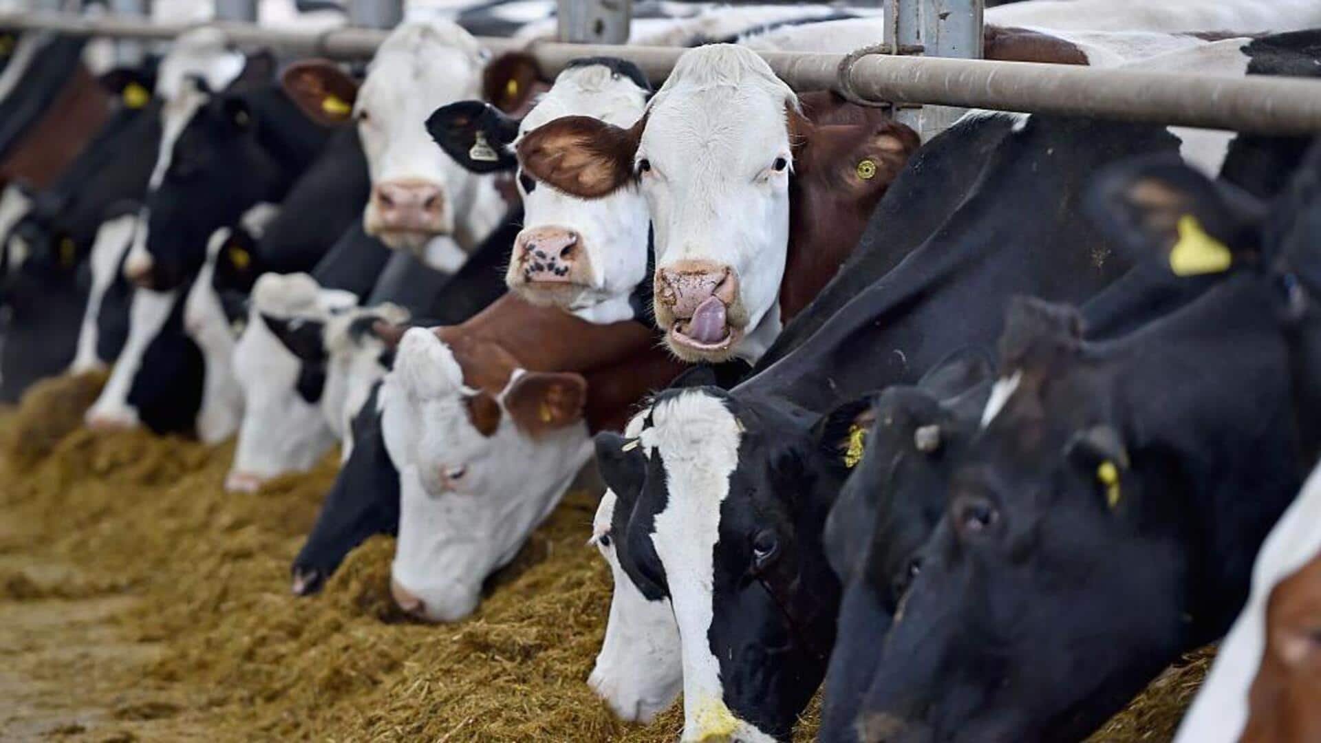 Virtual farm technology can transform dairy industry: What is it?