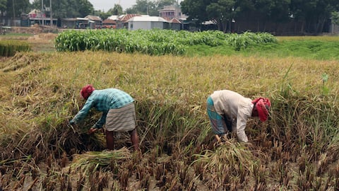 Cases of scrub typhus surge in Andhra Pradesh