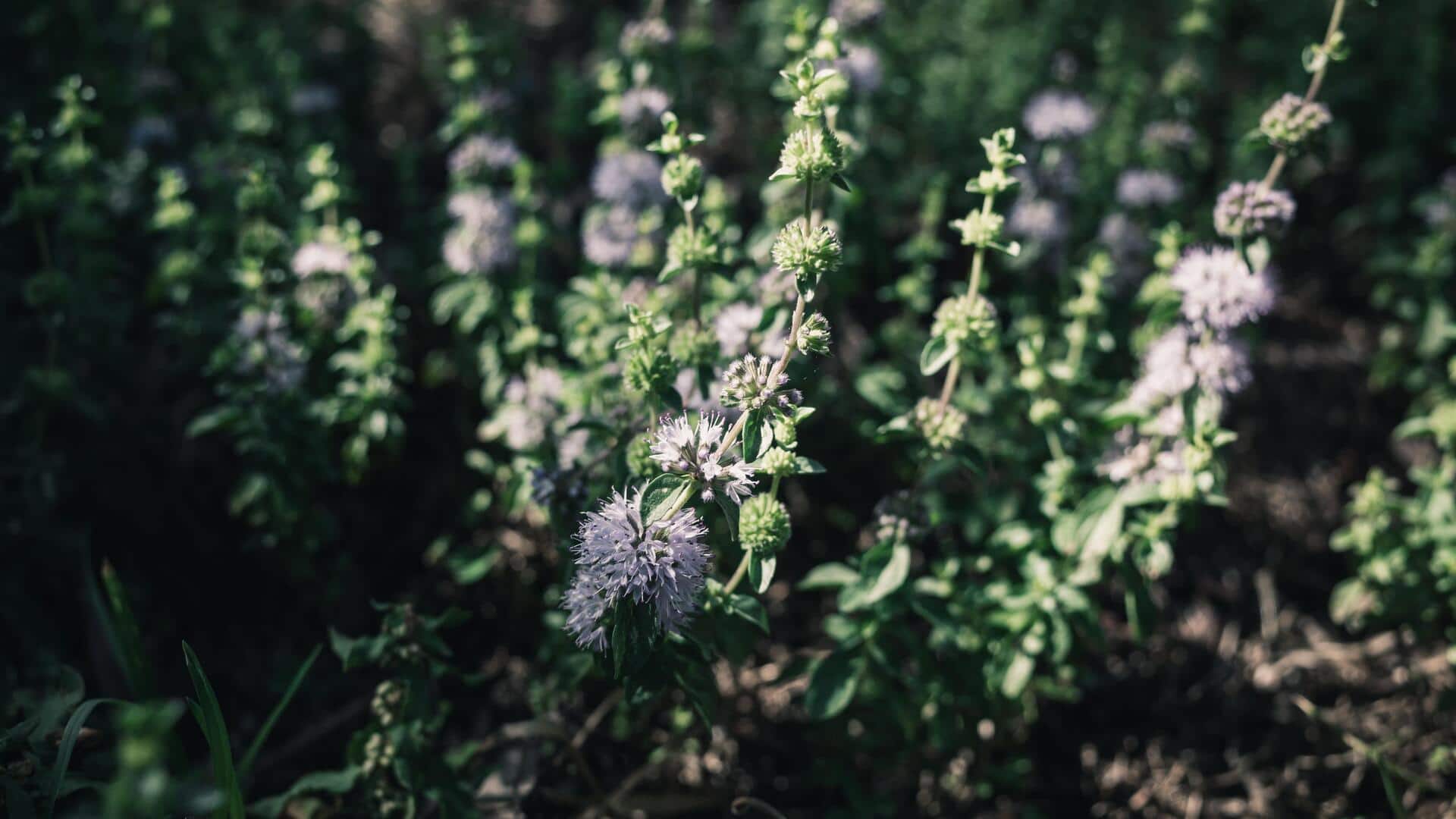 The health benefits of mountain pennyroyal explained