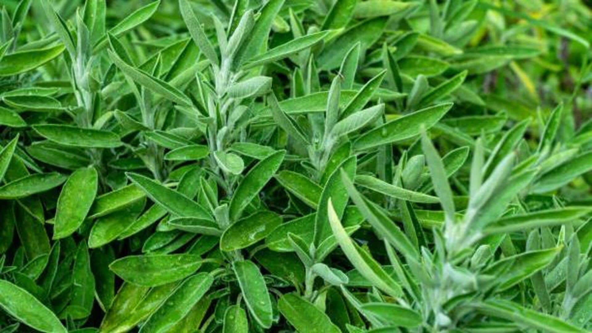 Bad headache? Try a sage leaf compress