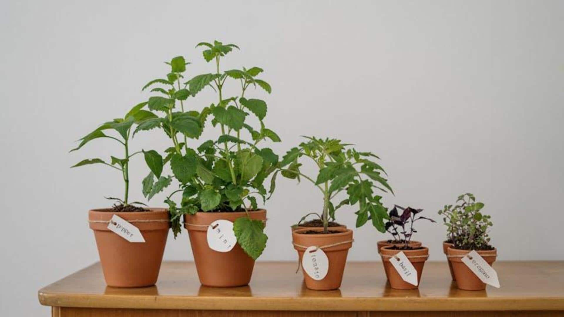 Budget-friendly potting ideas you must try