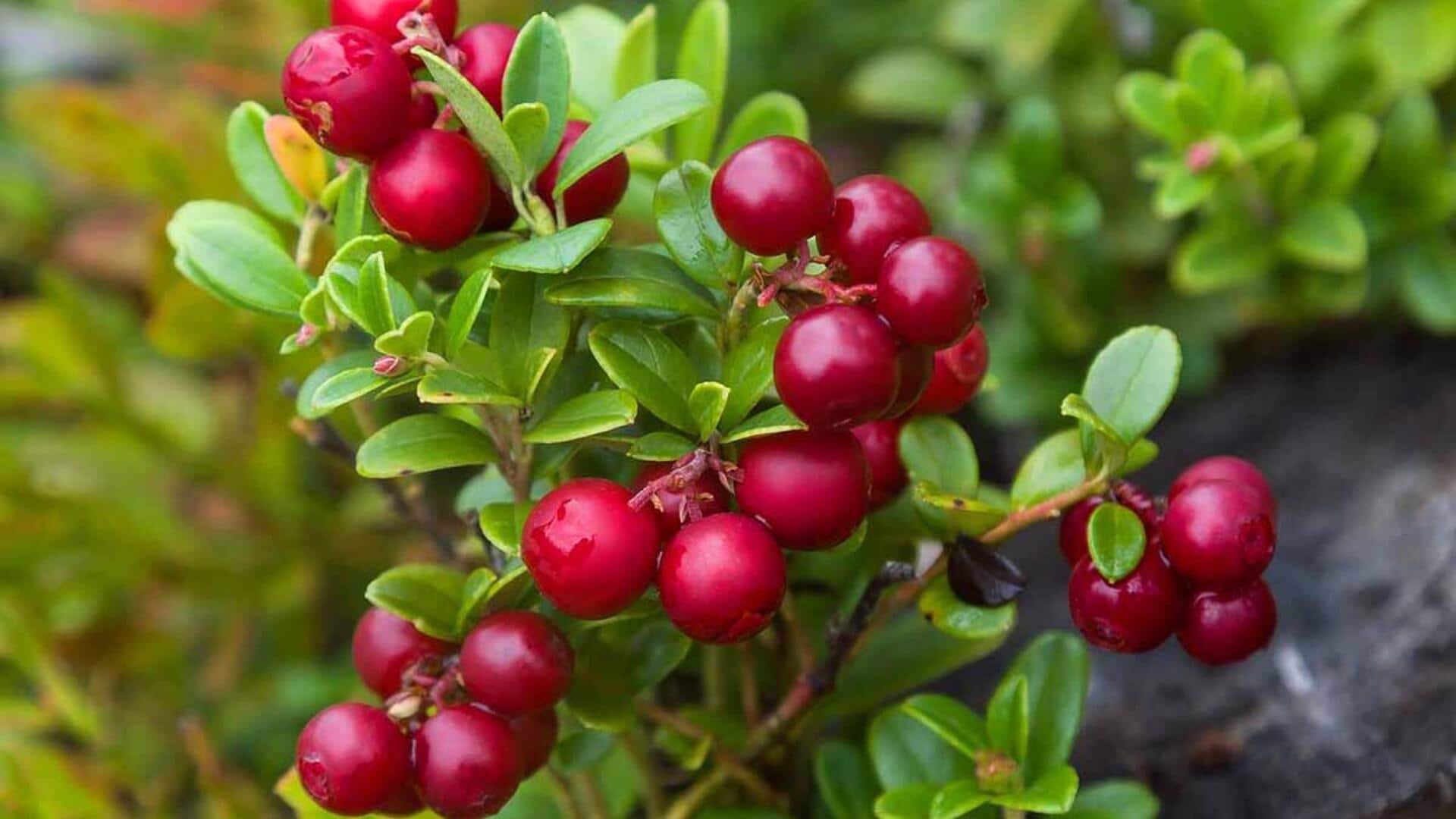 Love lingonberry? You'll enjoy these snacks