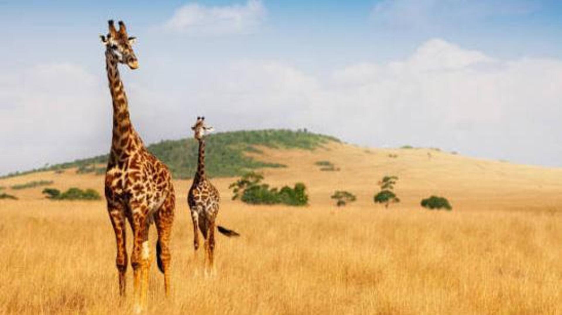Nature lovers, Africa's highland meadows are a must-visit 