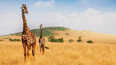 Nature lovers, Africa's highland meadows are a must-visit 