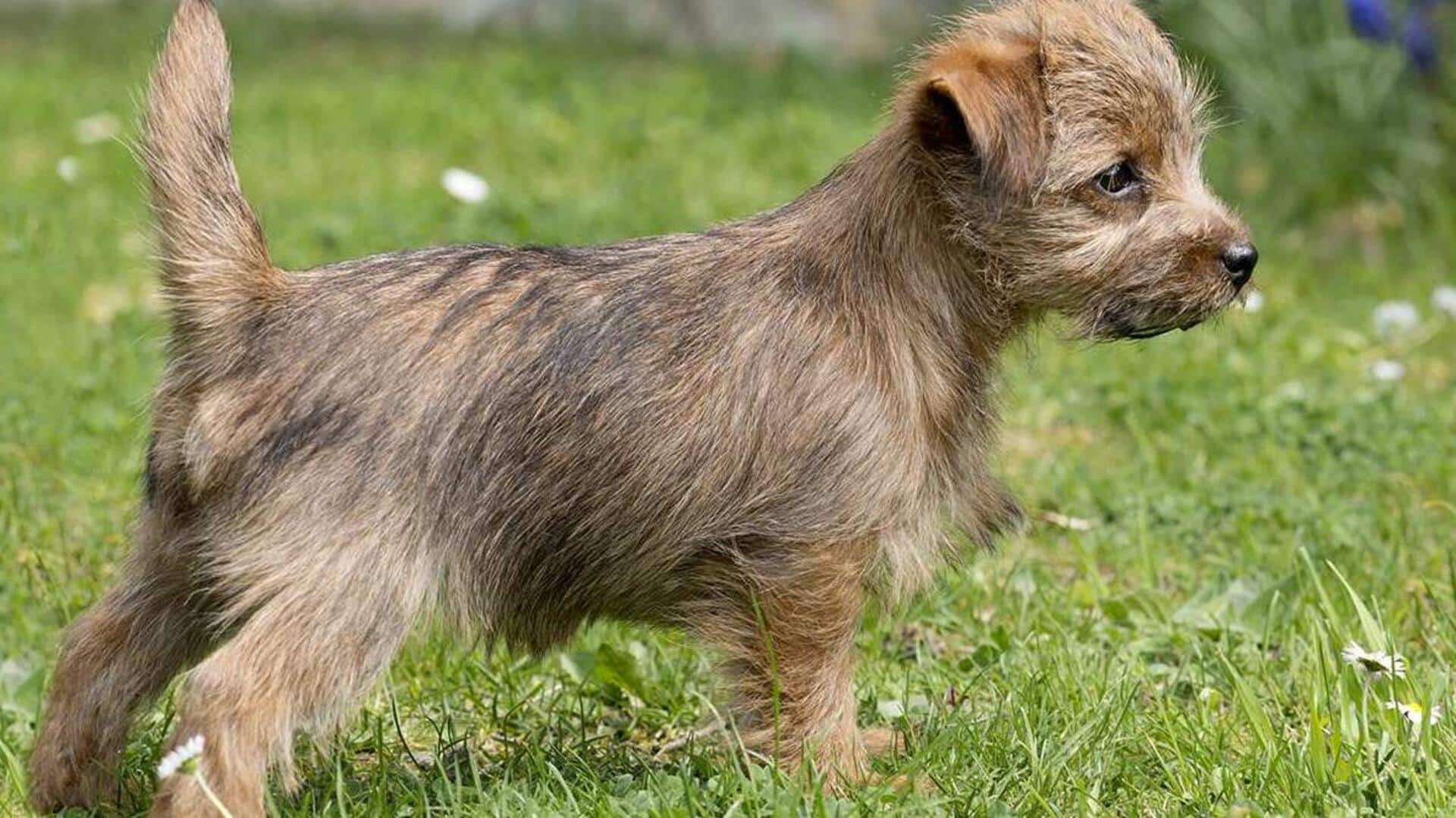 Got a Norfolk Terrier? Here are its winter care tips