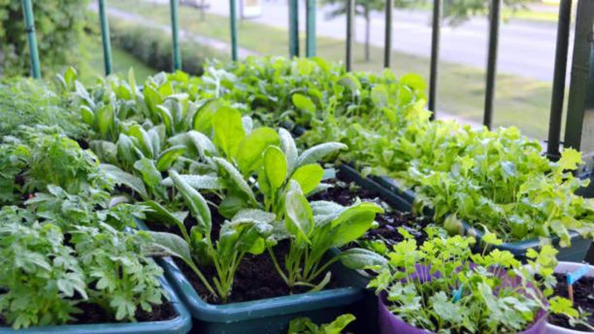 Tips for balcony vegetable gardening in urban Africa 