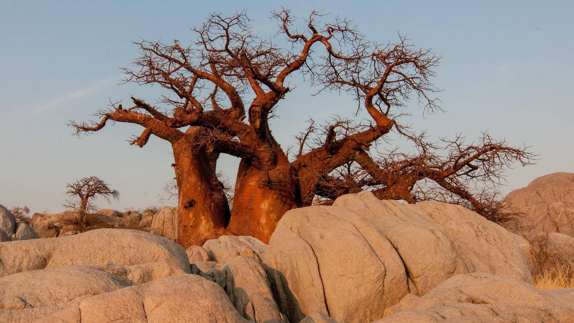 What is baobab fruit? Here's how you can use it