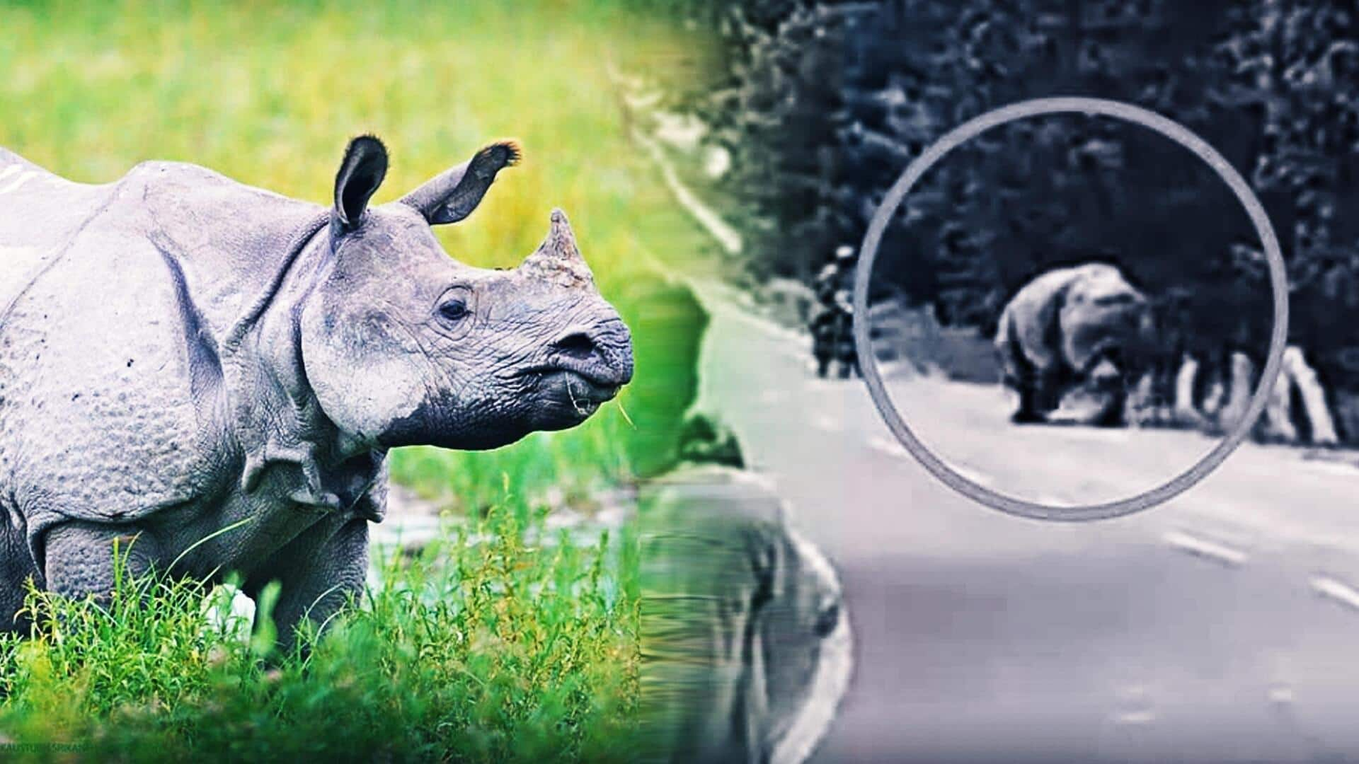 Video: Biker chased, mauled to death by rhino in Assam