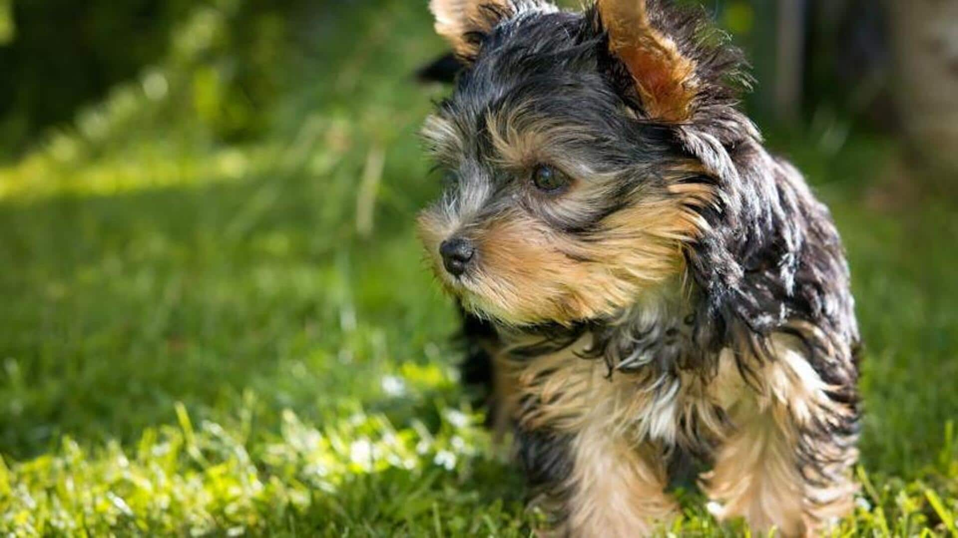 Yorkshire Terrier potty training guide