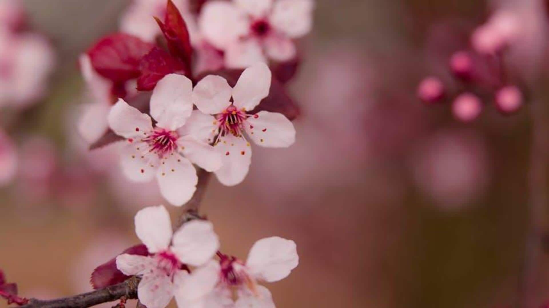 Softening skin with peach blossom tranquility