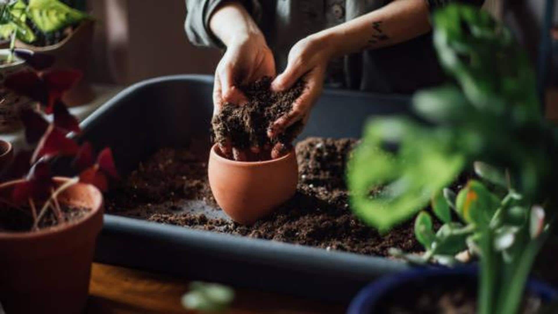 Potting soil 101: Best combinations for healthy plants Potting soil 101: Best combinations for healthy plants
