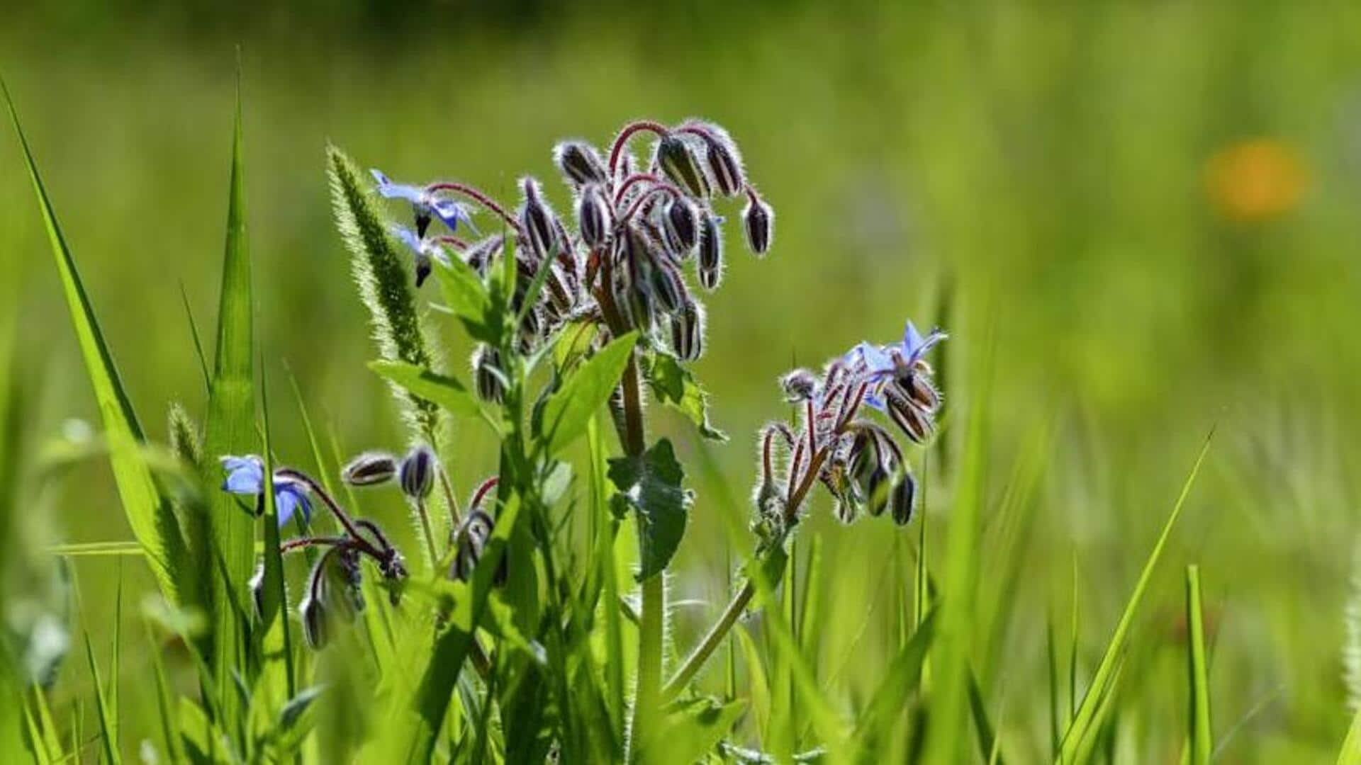 Growing hardy borage for edible flowers at home