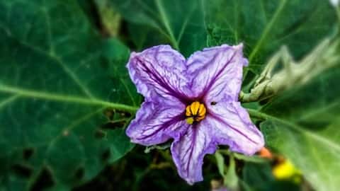 5 traditional dishes that include yam flowers