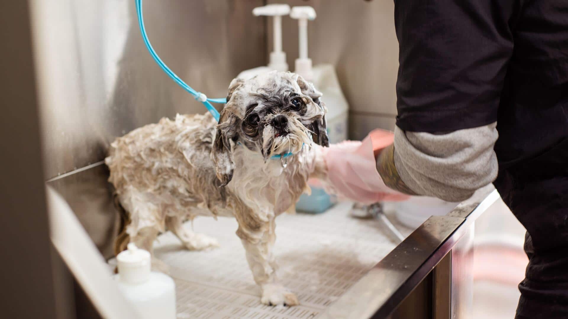 5 simple home remedies for your dog's itchy skin