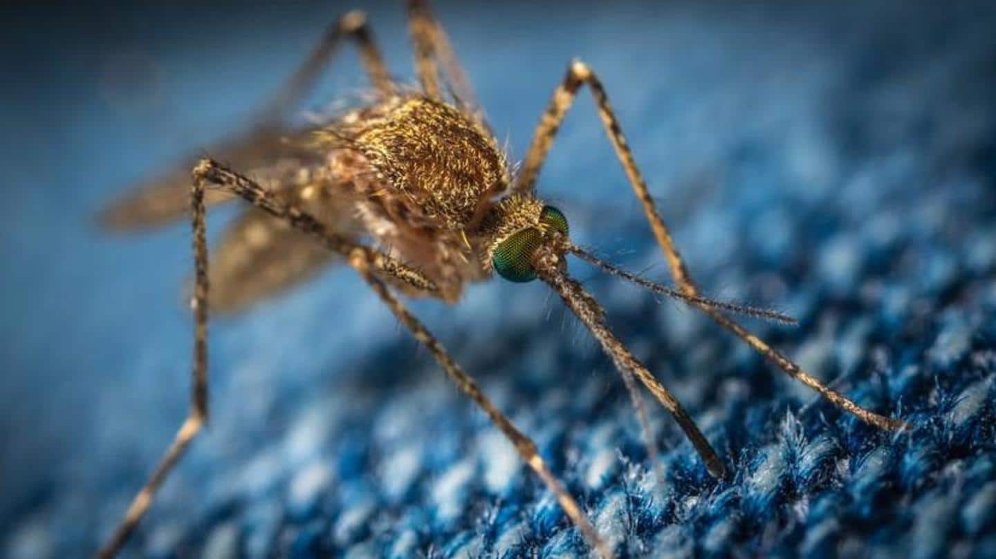 A few home remedies to get rid of mosquitoes