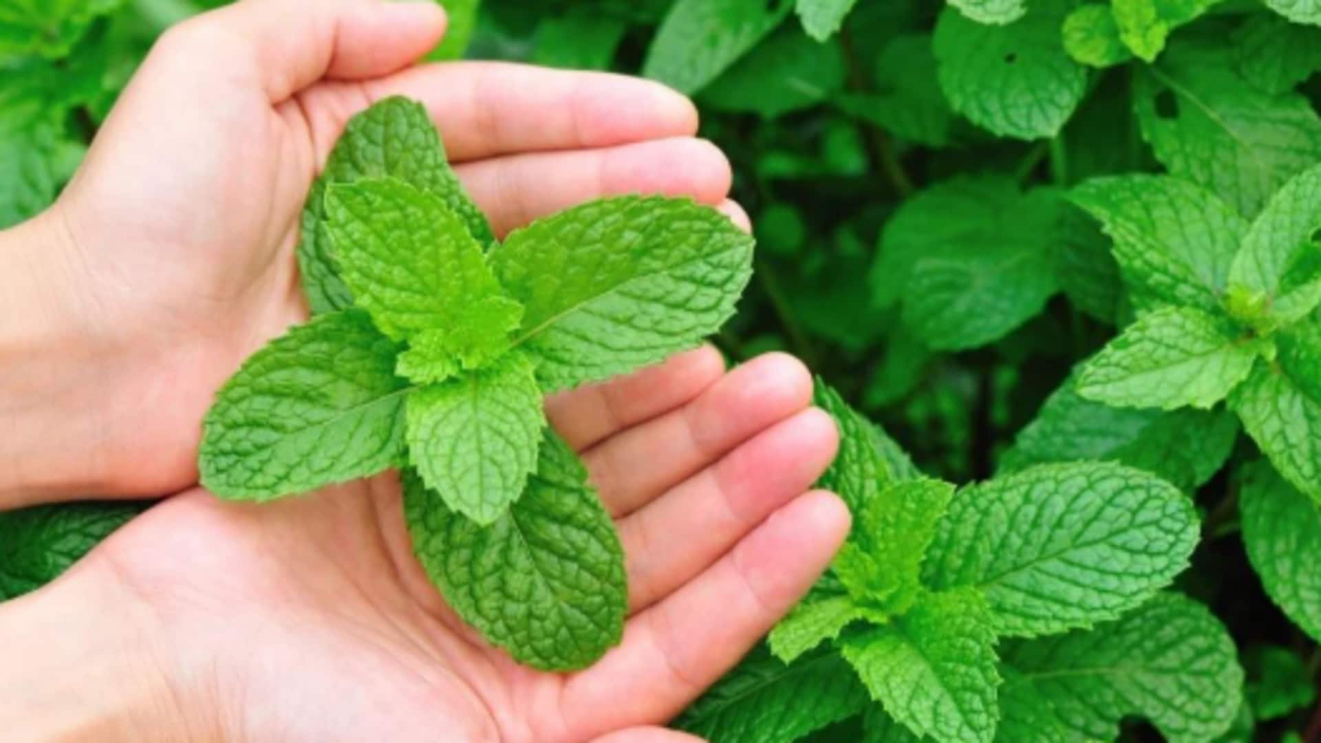How to grow mint at home How to grow mint at home
