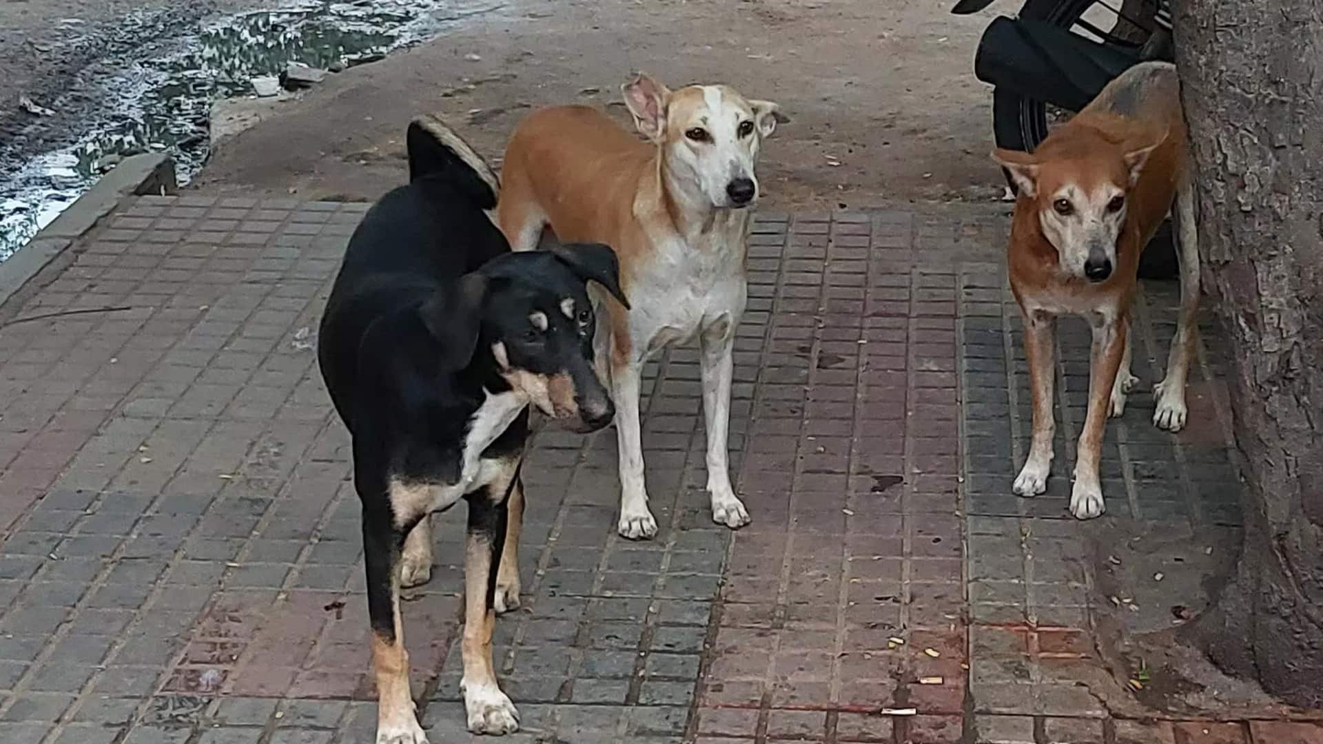 Welsh entrepreneur who built $100M startups bitten by stray dog Welsh entrepreneur who built $100M startups bitten by stray dog
