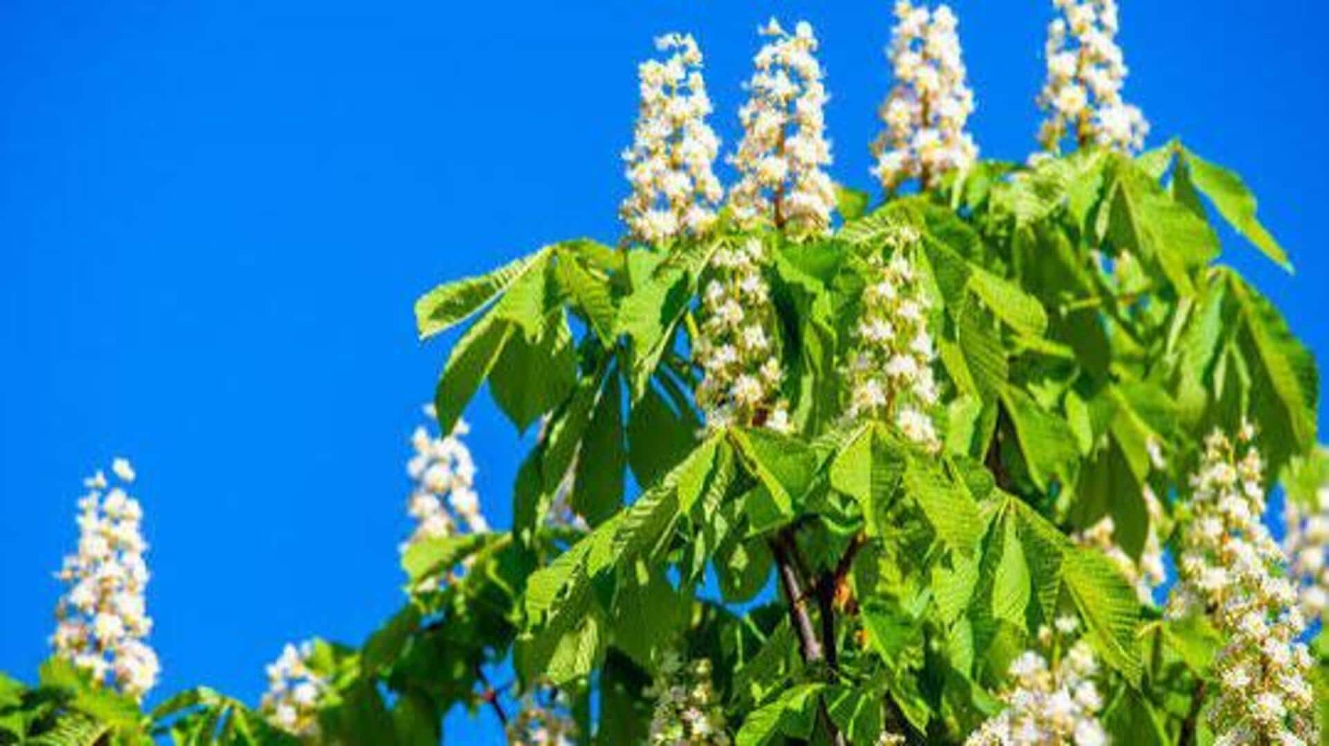 Why cape chestnut is making waves in skincare