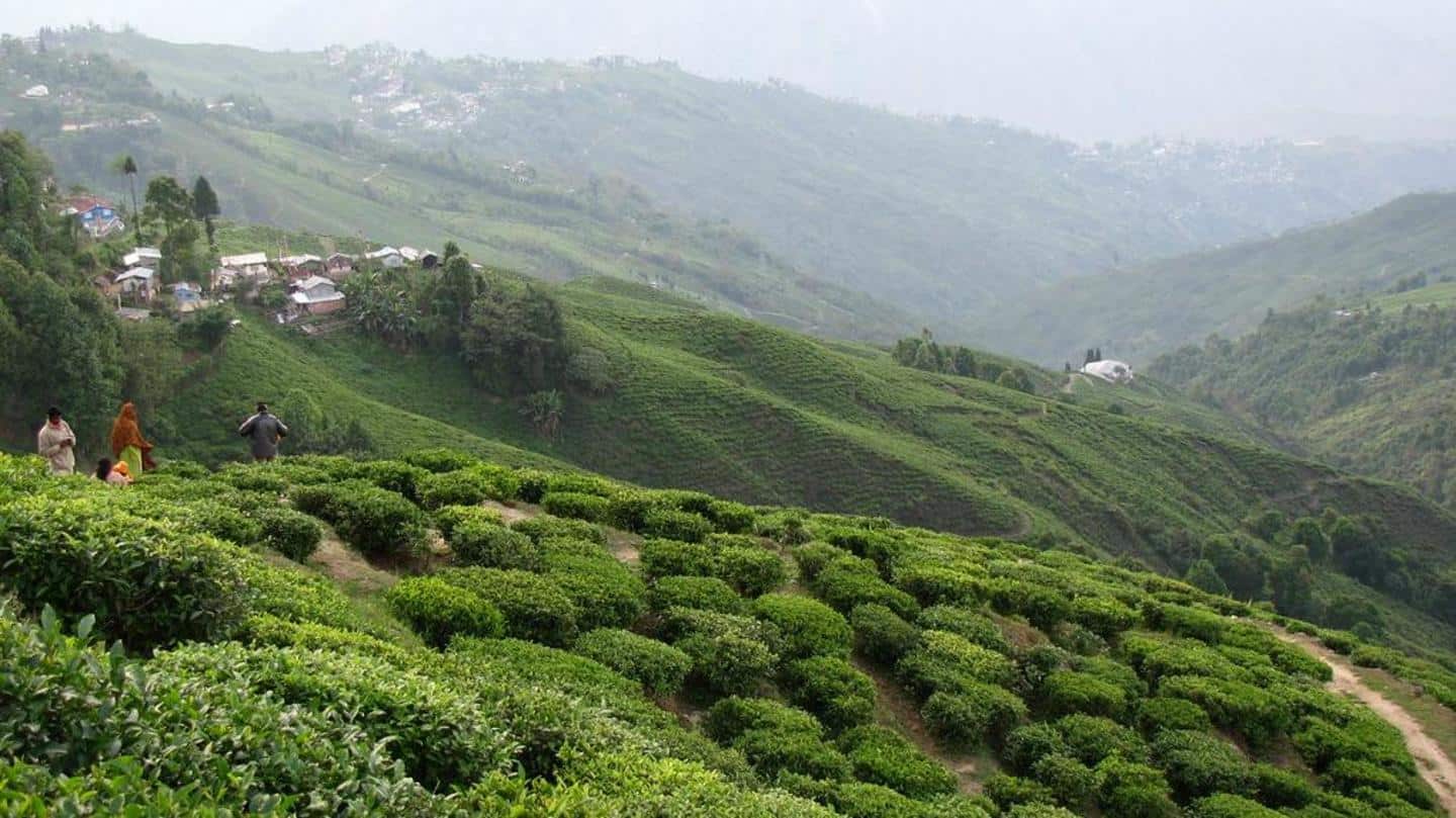 Tea cultivation at stake owing to climate change