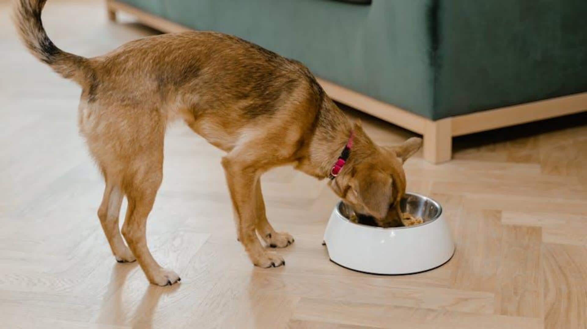 Natural, eco-safe ways to clean pet bowls Natural, eco-safe ways to clean pet bowls