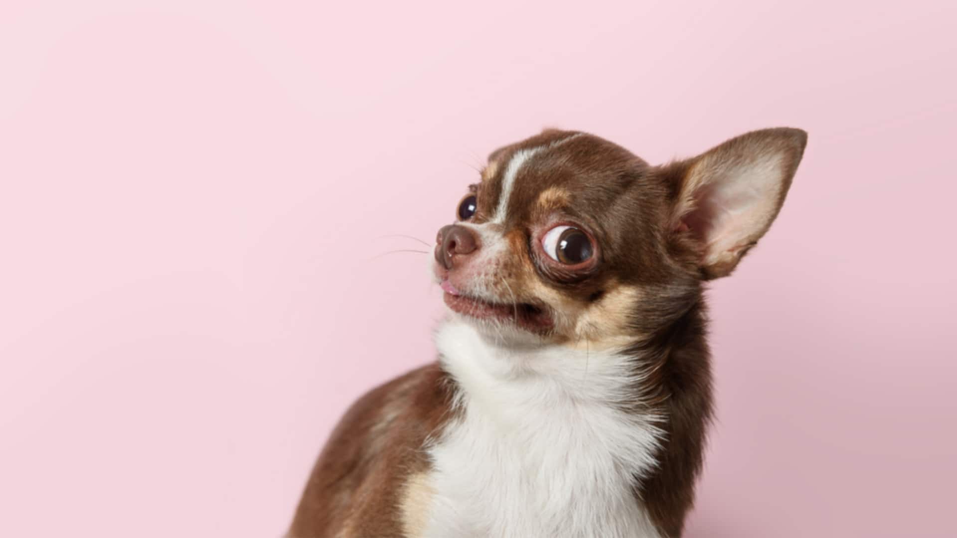 Chihuahua dental care essentials: Take note of these tips
