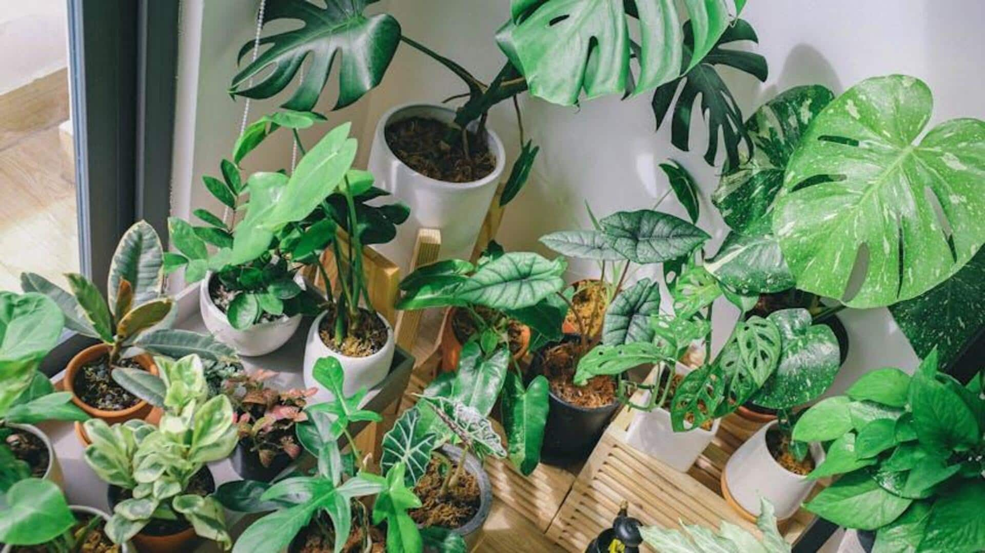 Houseplants looking dull? Try this simple hack 