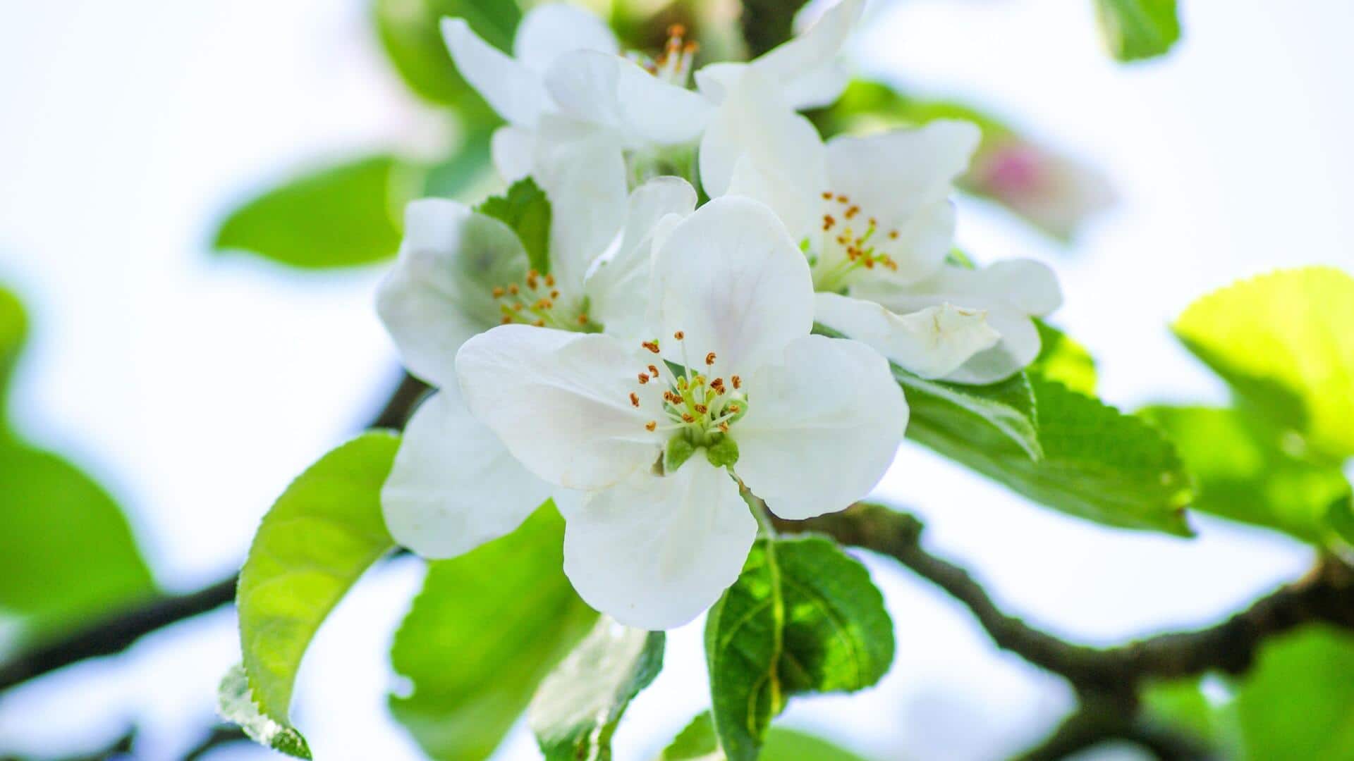 Delicious ways to use apple blossoms