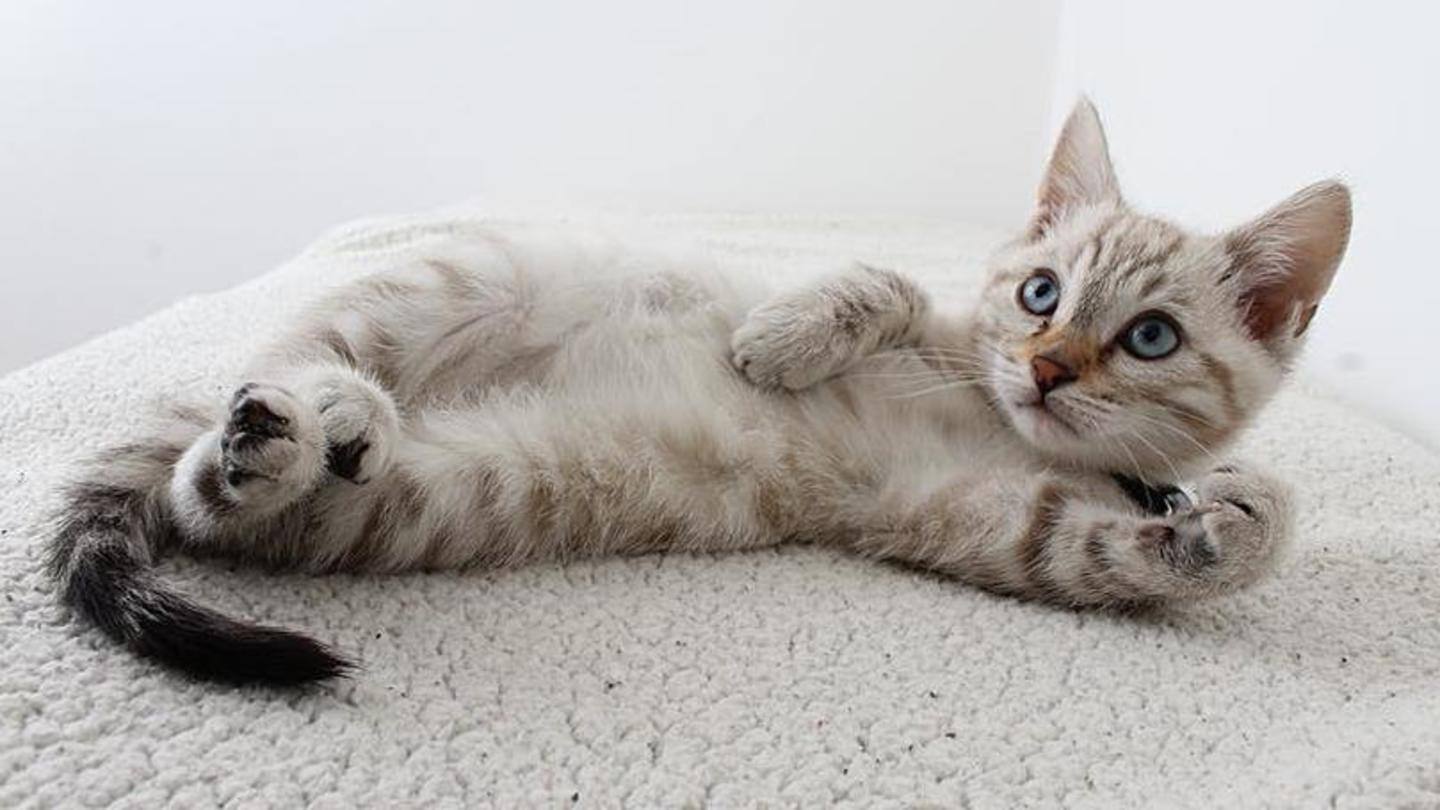 Cat-proof your house and get a room ready Cat-proof your house and get a room ready