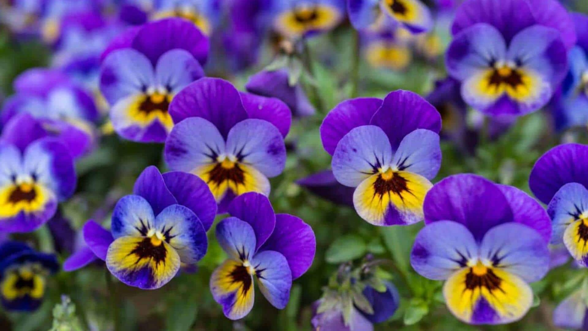 Vibrant violets: 5 shade-tolerant care strategies