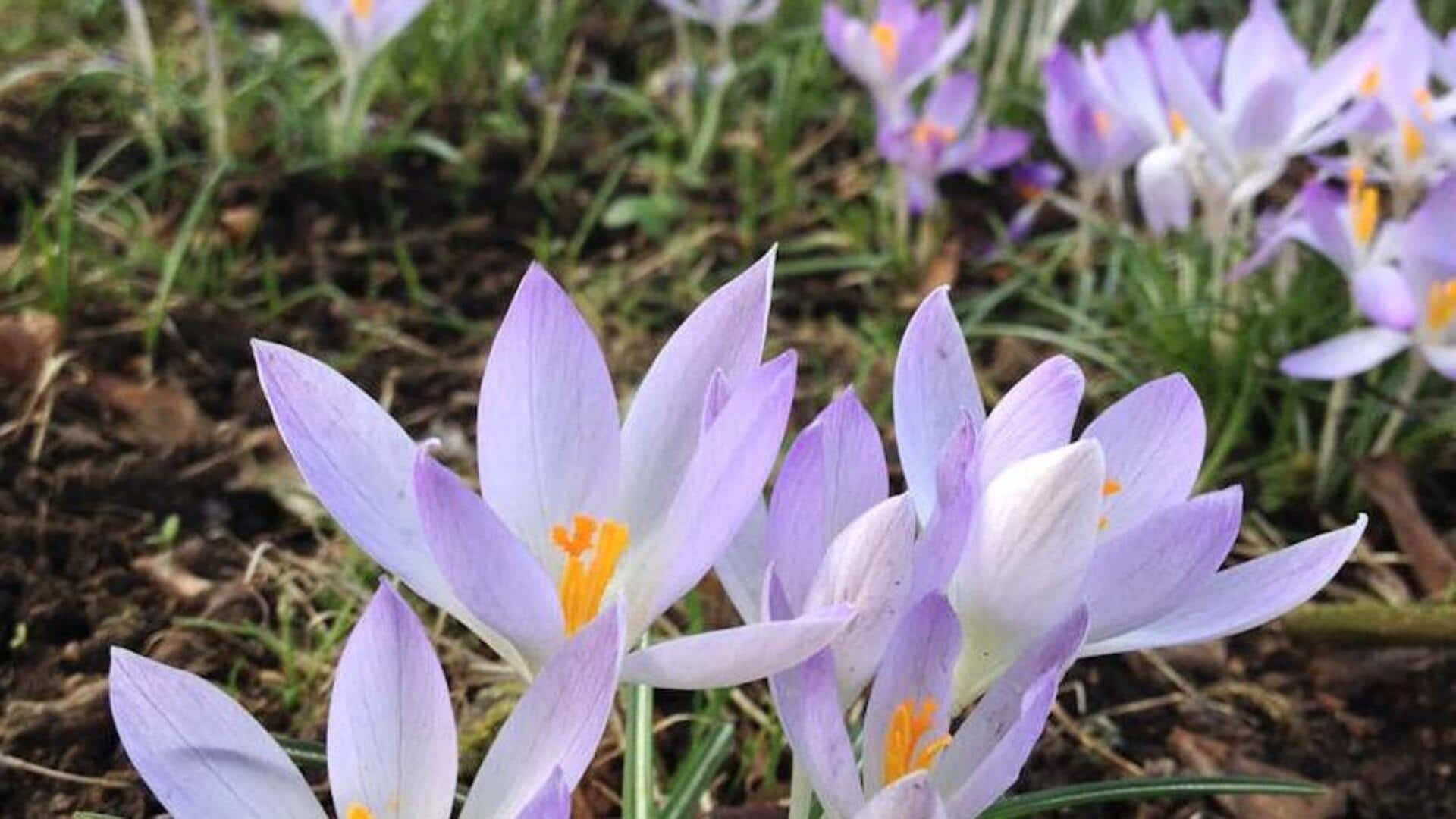 Grow saffron at home: A beginner's guide