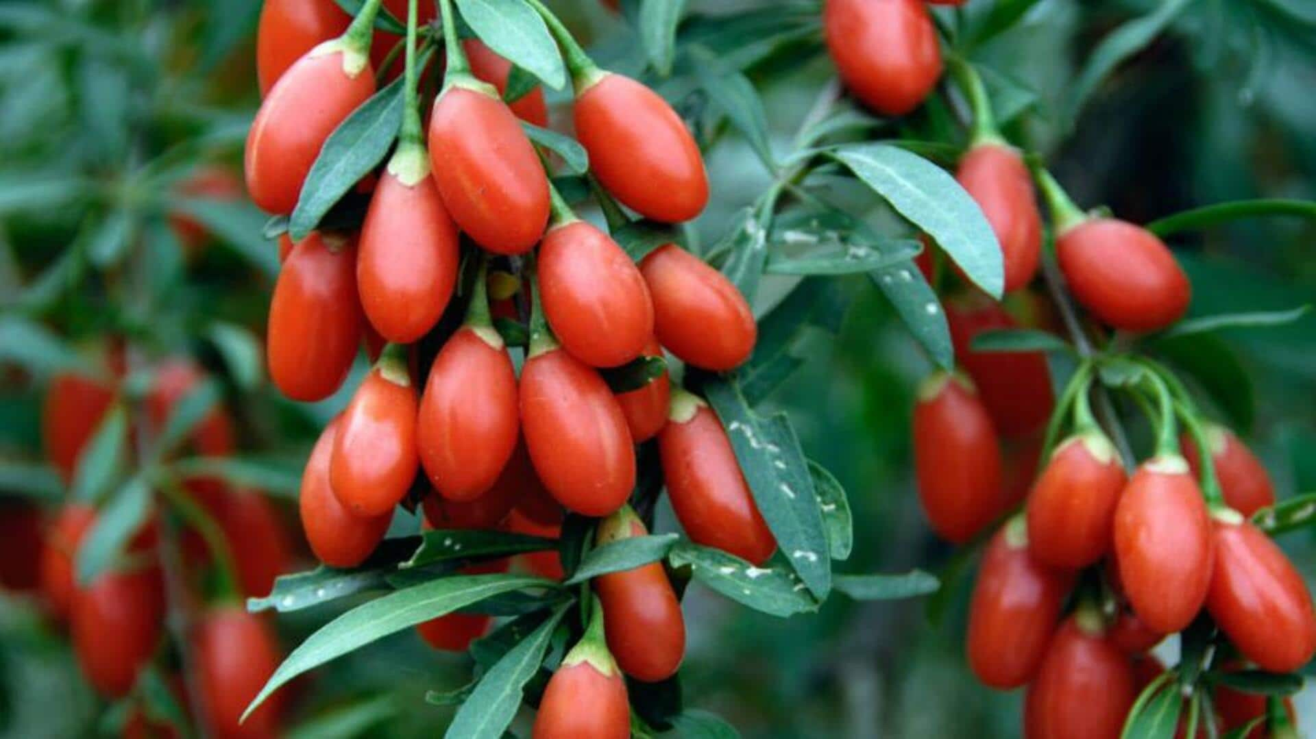 Goji berries: The tiny fruit with a mighty health punch