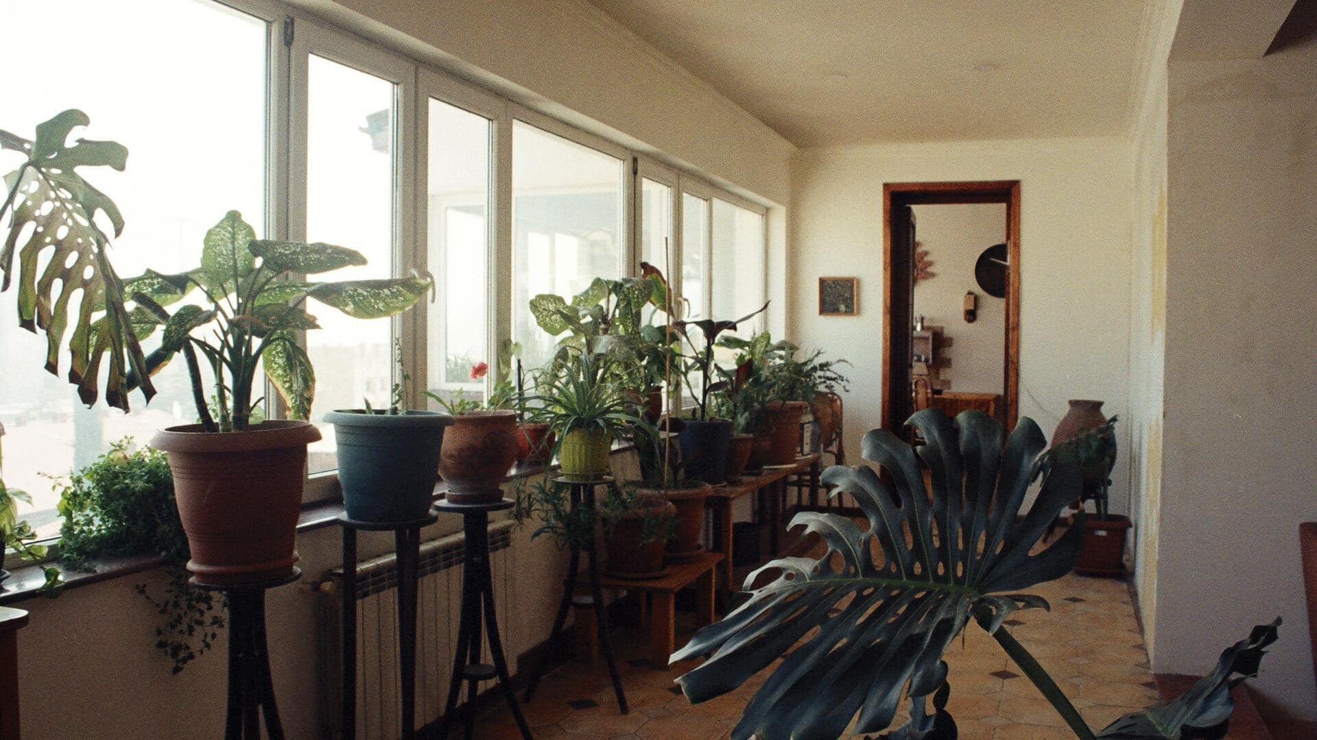 Revive your indoor plants with these simple care tips
