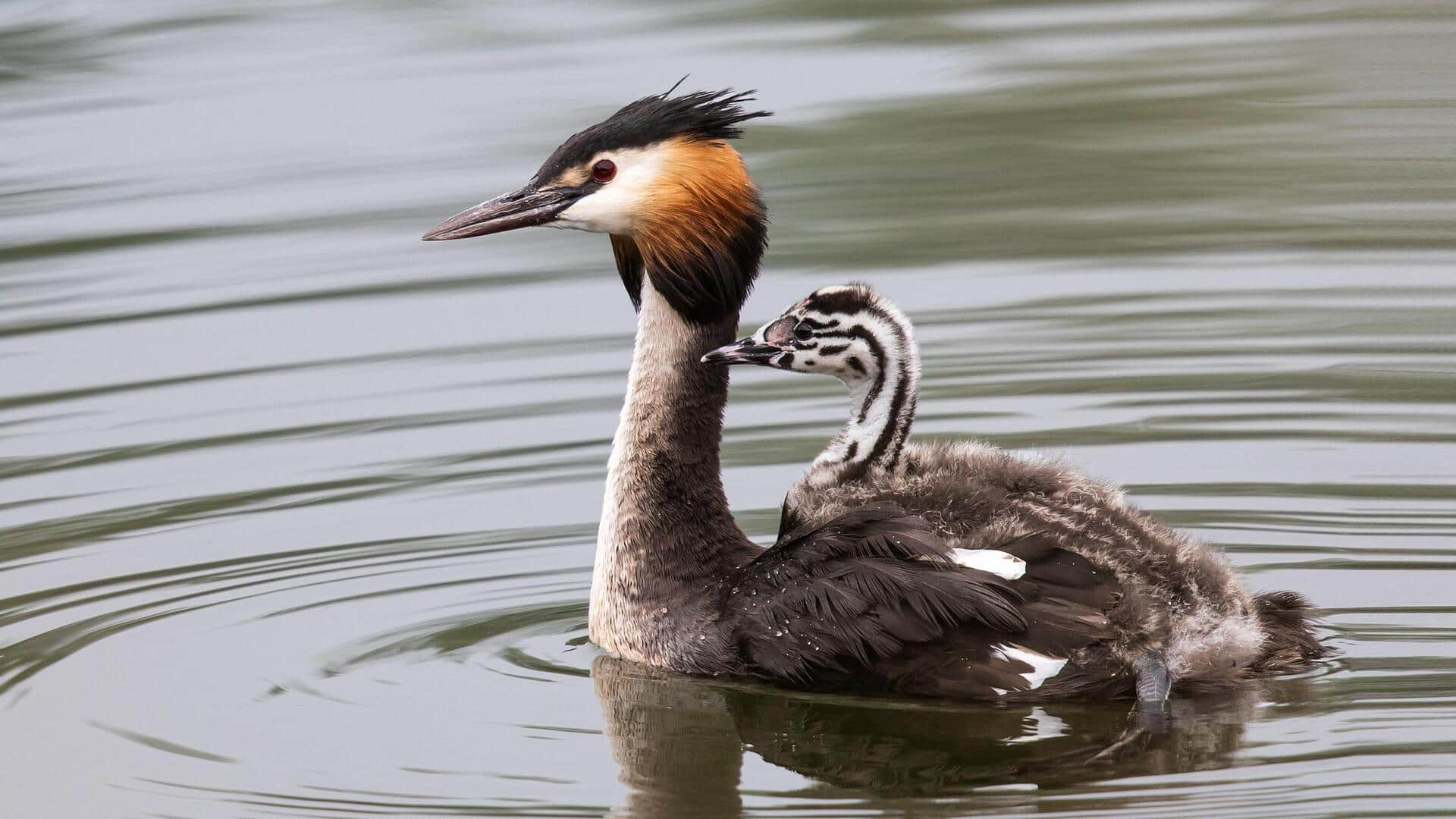 Pūteketeke wins NZ's Bird of Century; it has US connection