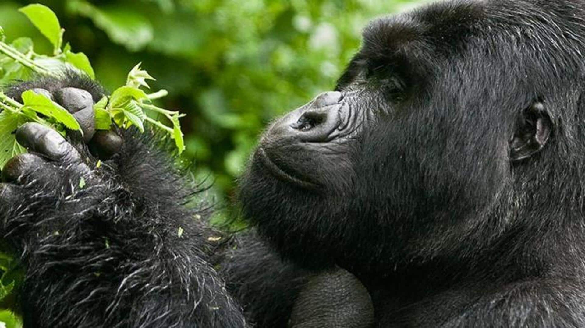 Unveil the mysteries of gorilla trekking in Bwindi, Uganda