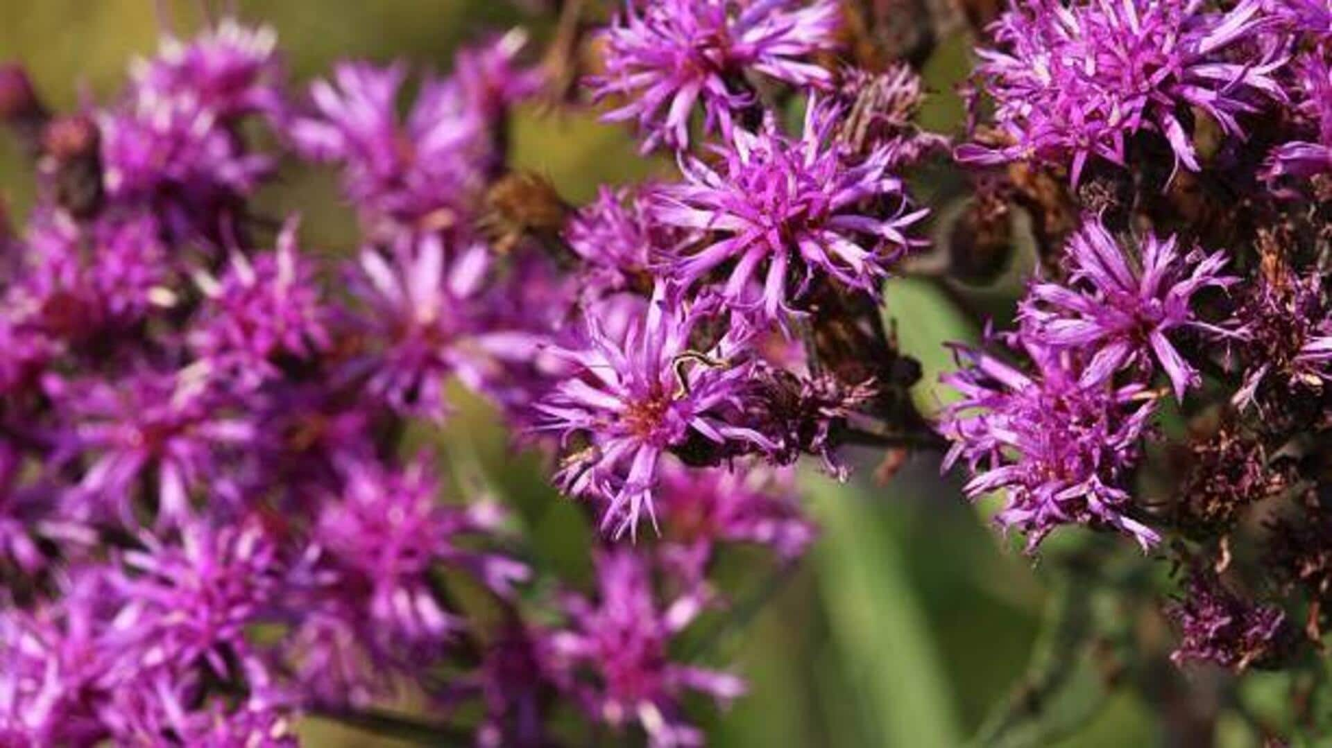 Ever tasted ironweed? Discover its magic in these recipes 