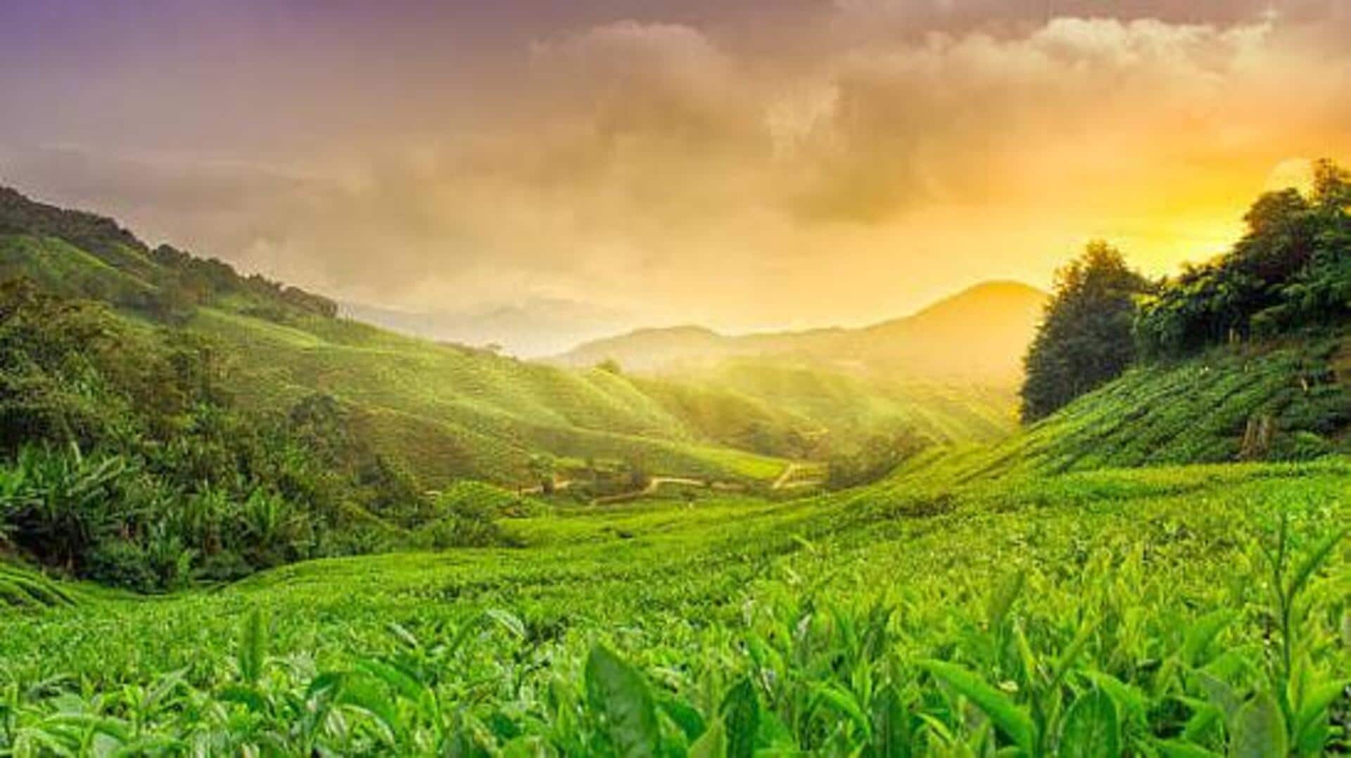 Japan's stunning tea plantations: A list 