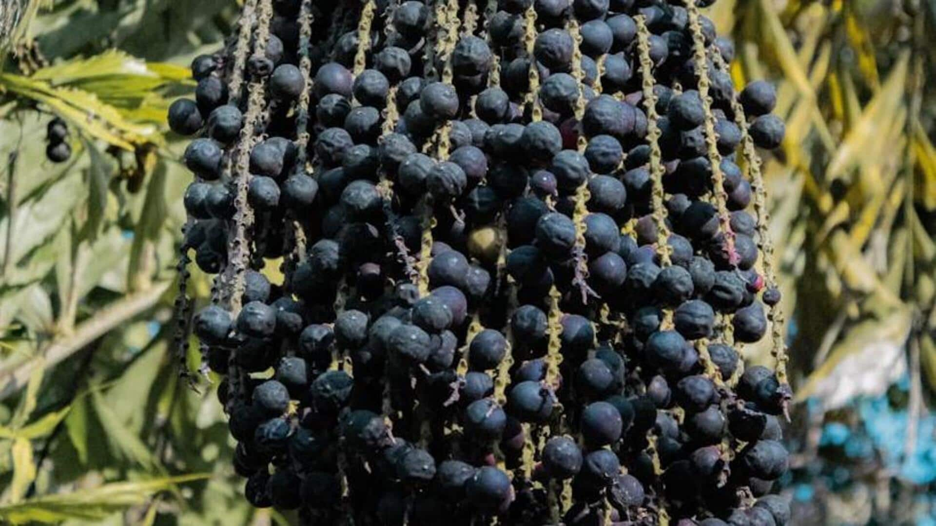 Planting acai berry bushes in garden pots