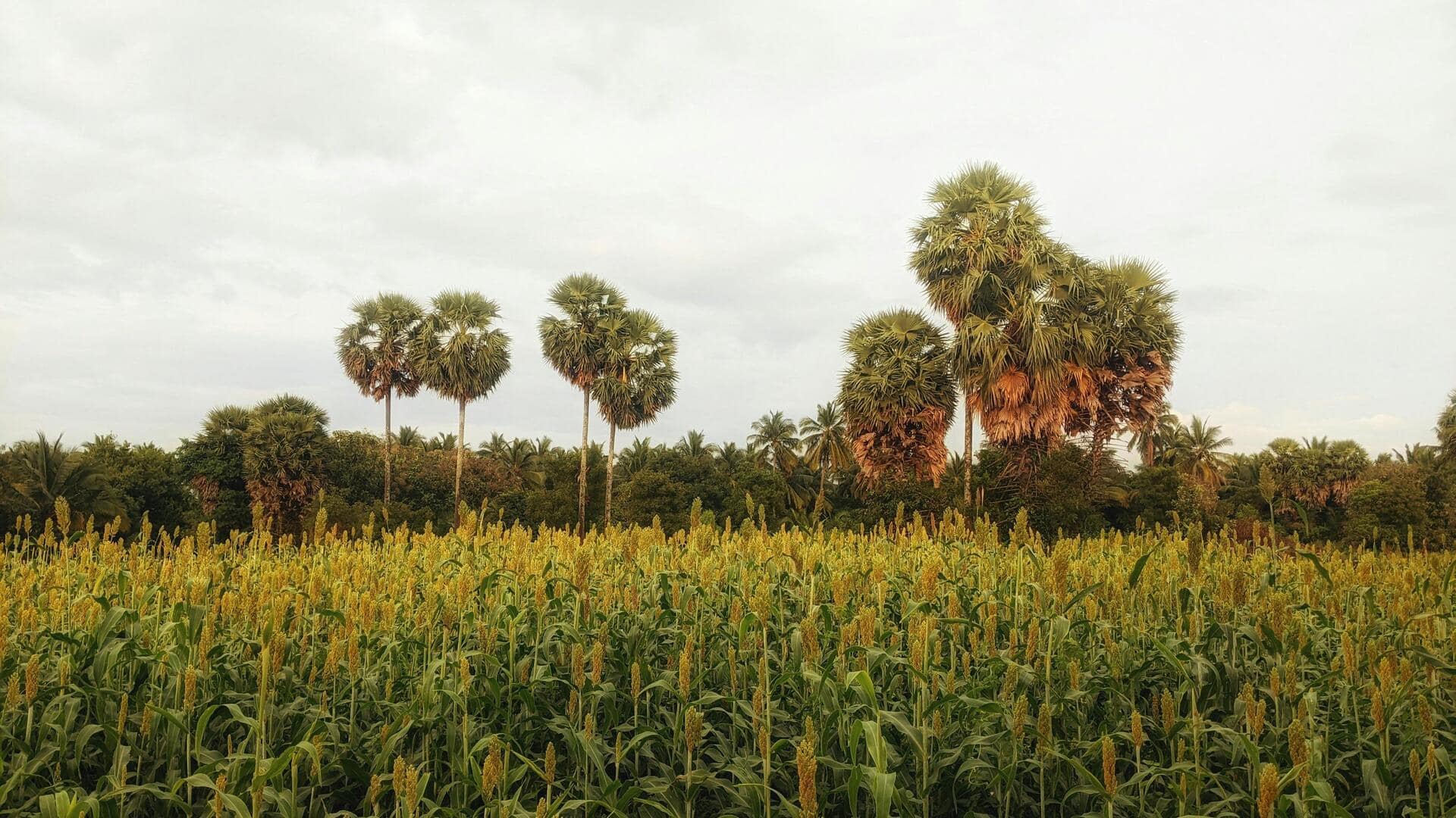 Sorghum: The superfood you should know about
