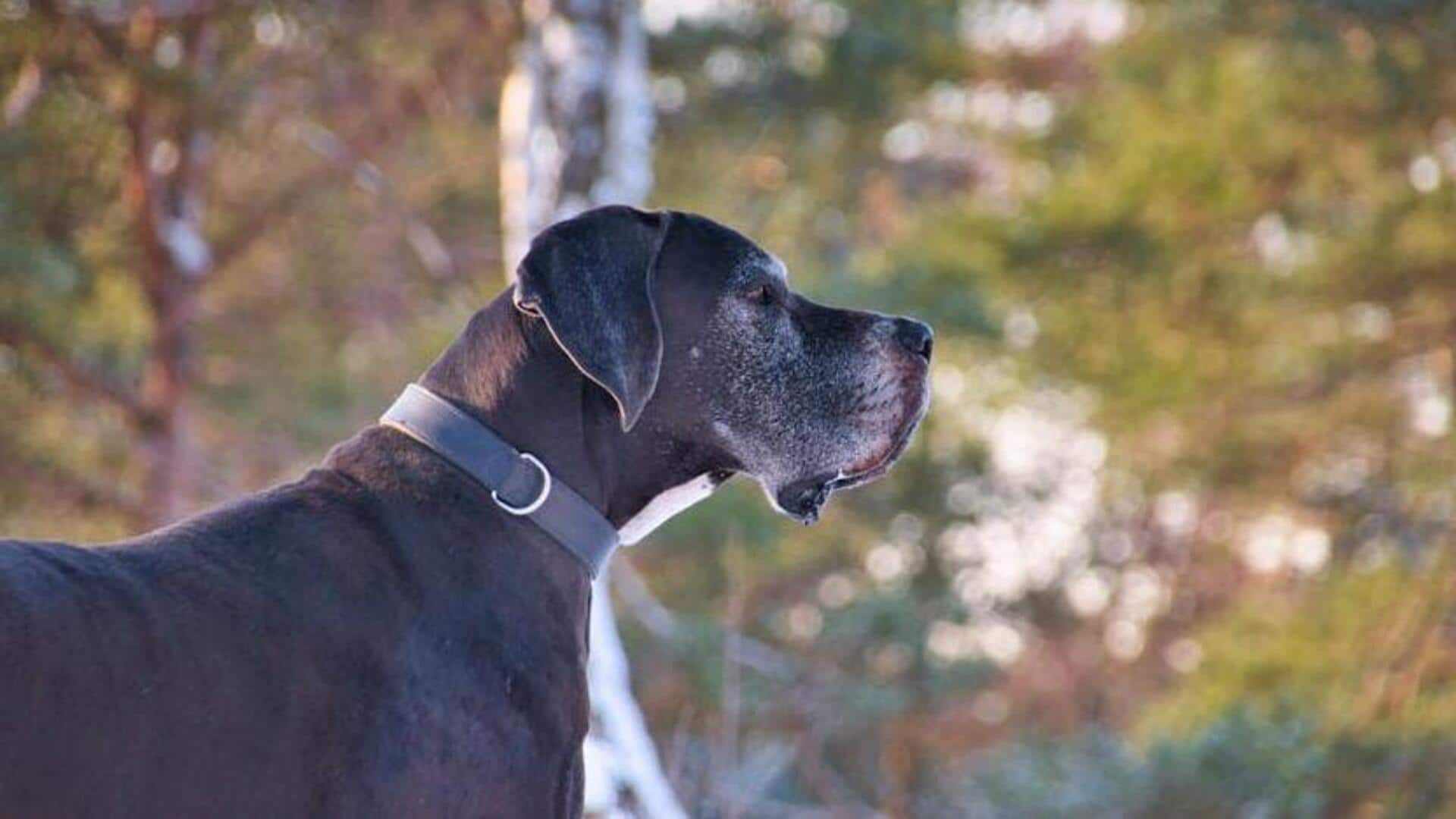 How to clip your Great Danes' nails