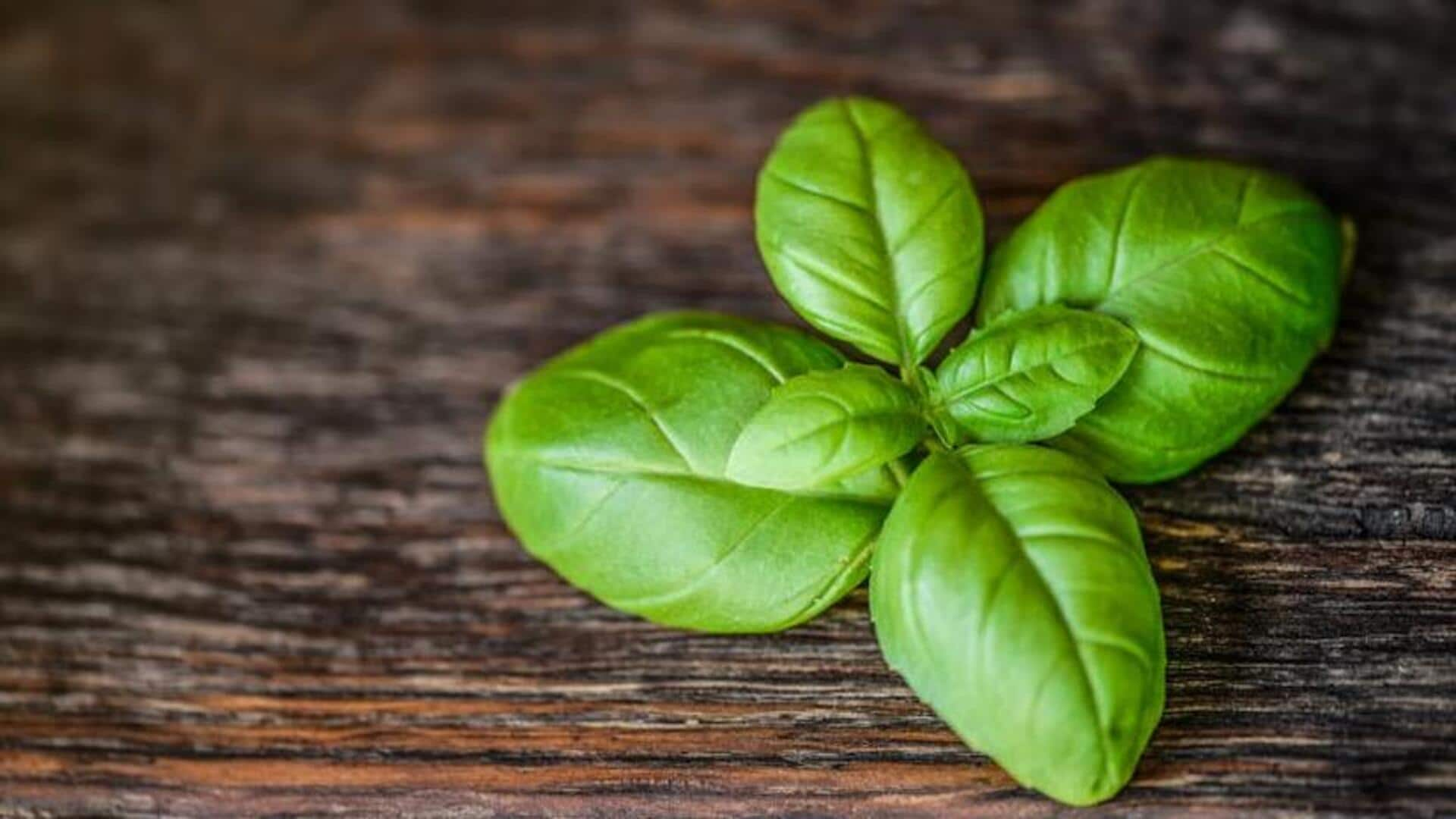 Basil's natural anti-anxiety effects highlighted