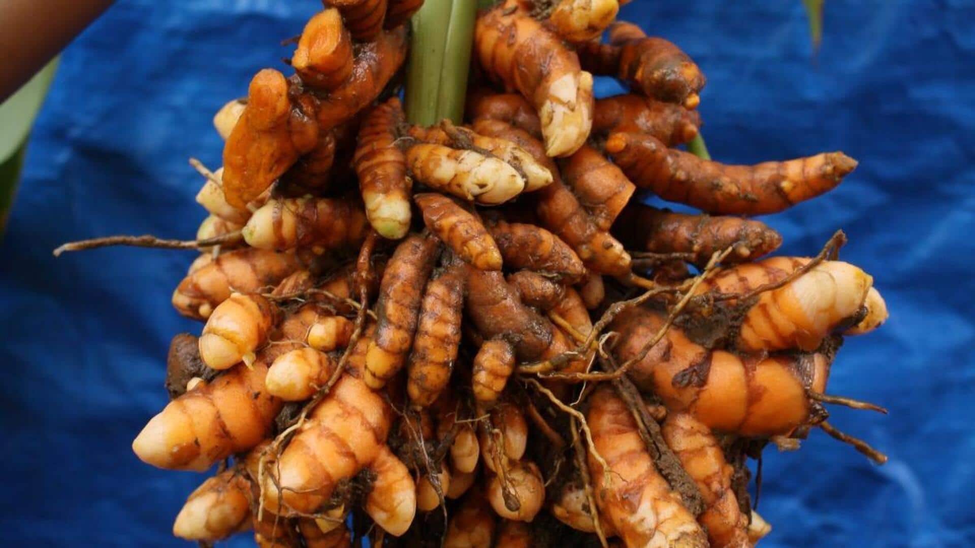 Turmeric rhizome: 5 recipes to try with this underground stem