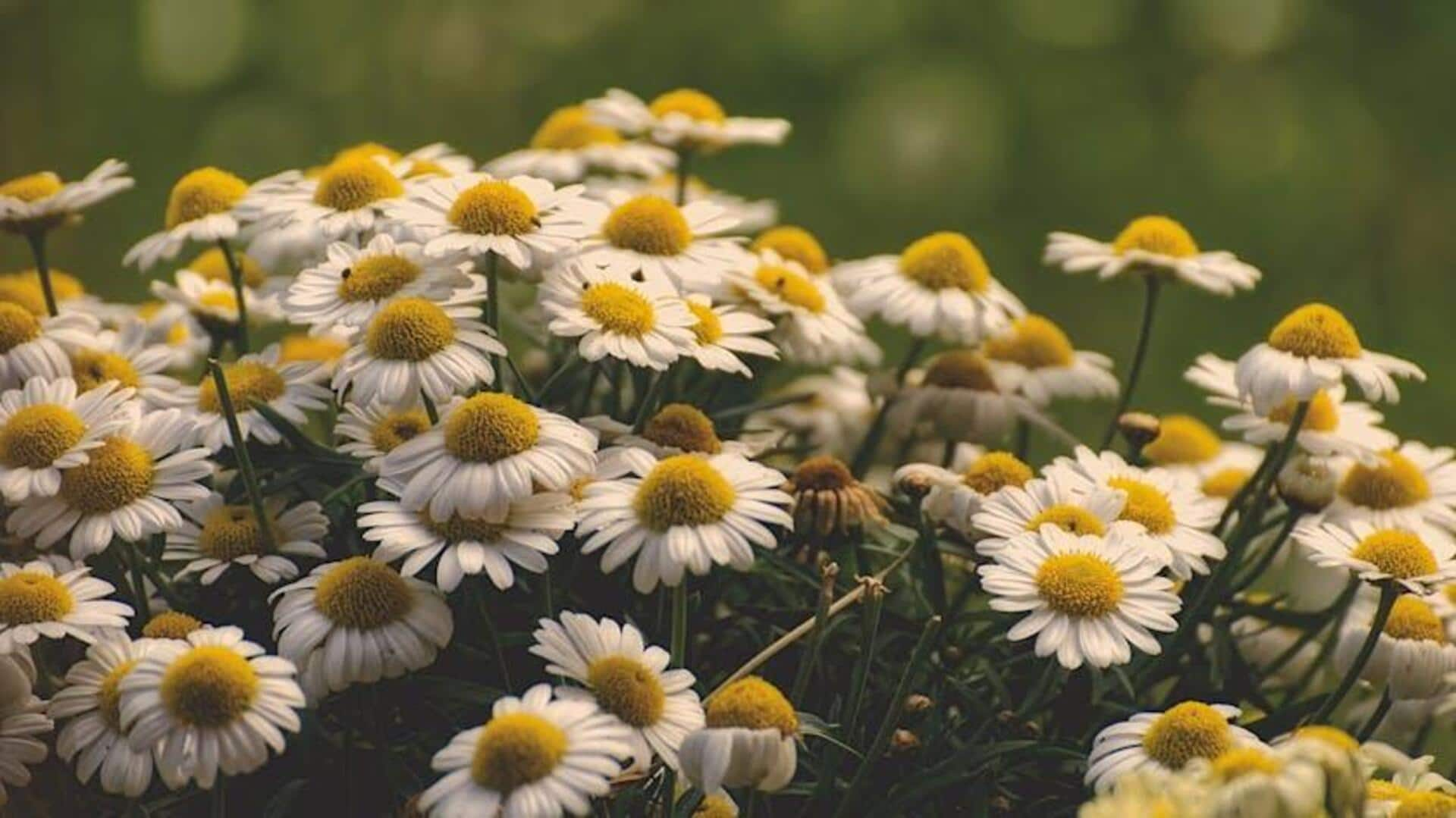 Soothing savory dishes with chamomile