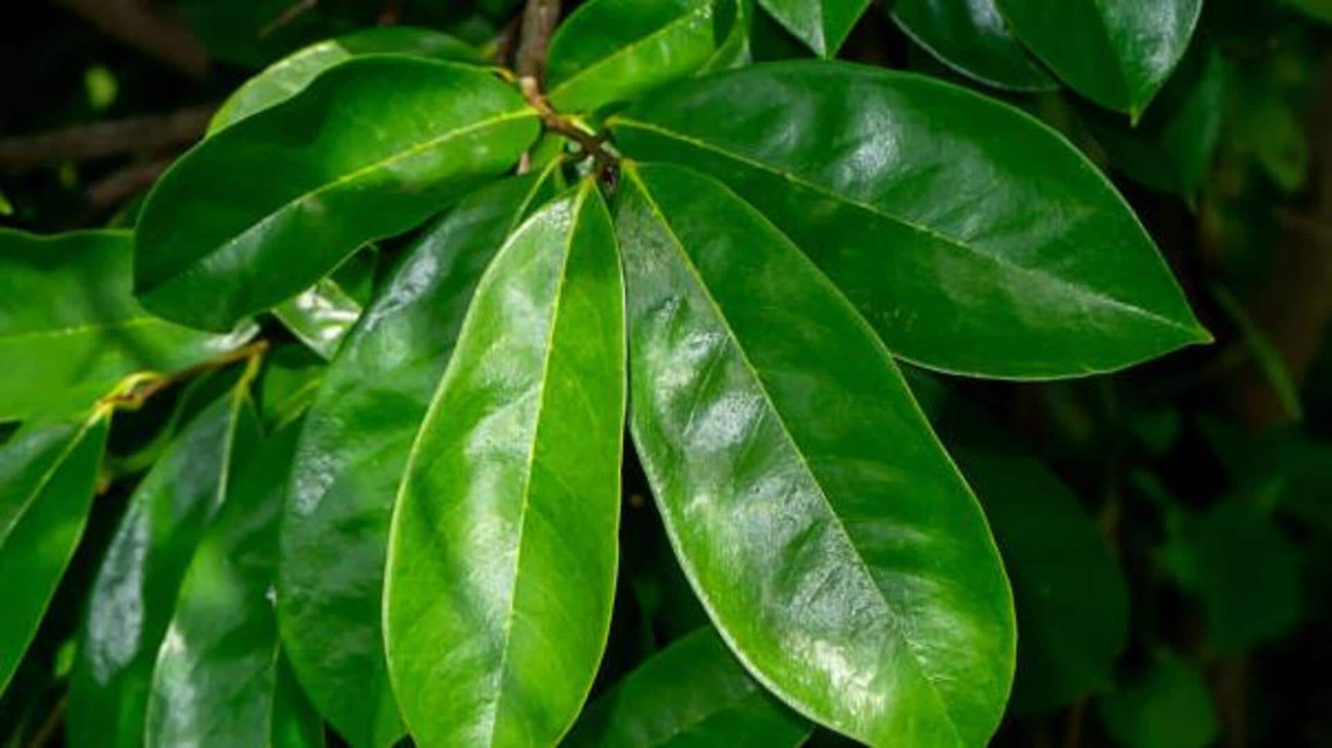 Why should you consume soursop leaves everyday?