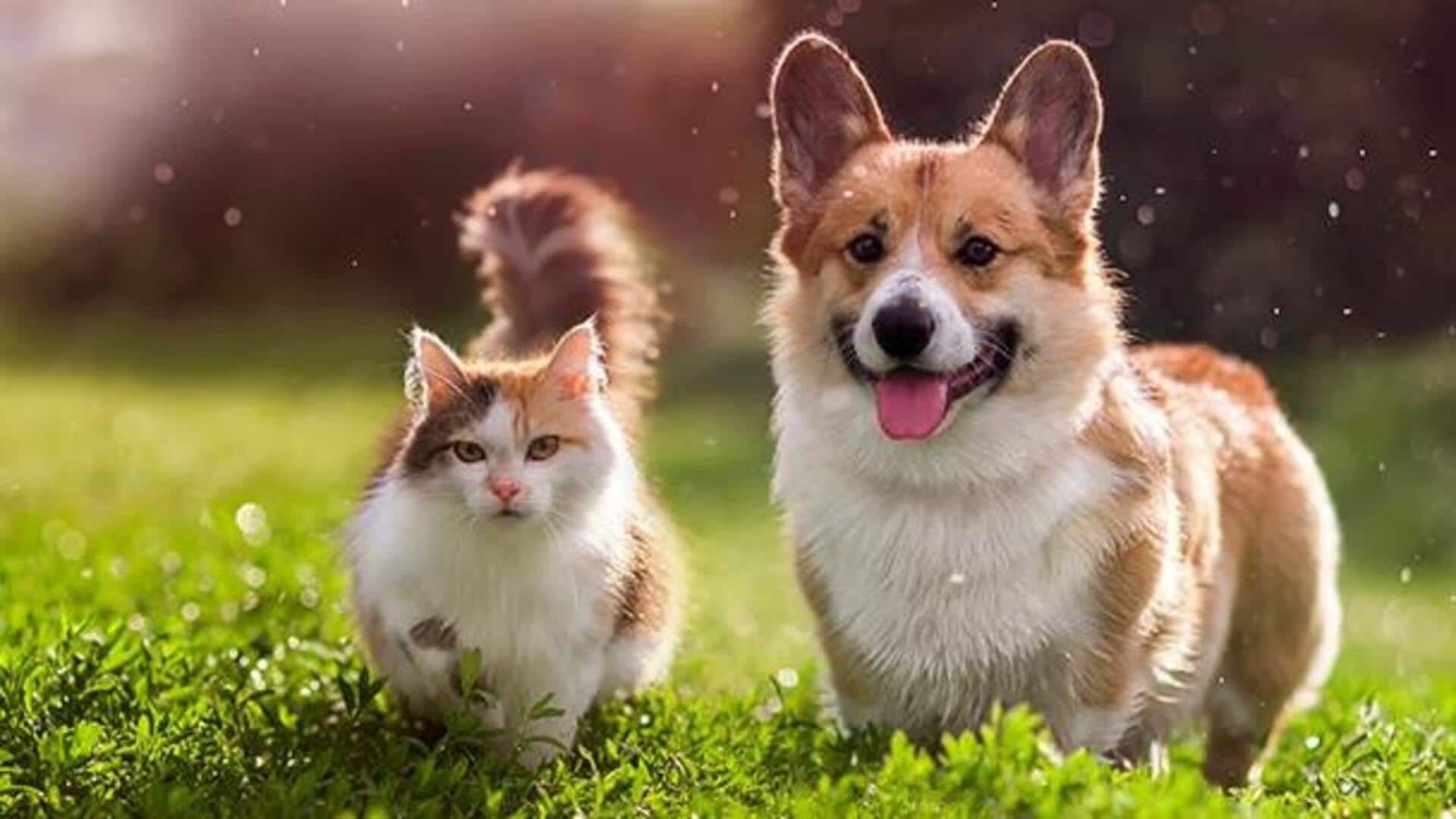 We may soon have ready-to-use stem cell therapy for pets We may soon have ready-to-use stem cell therapy for pets