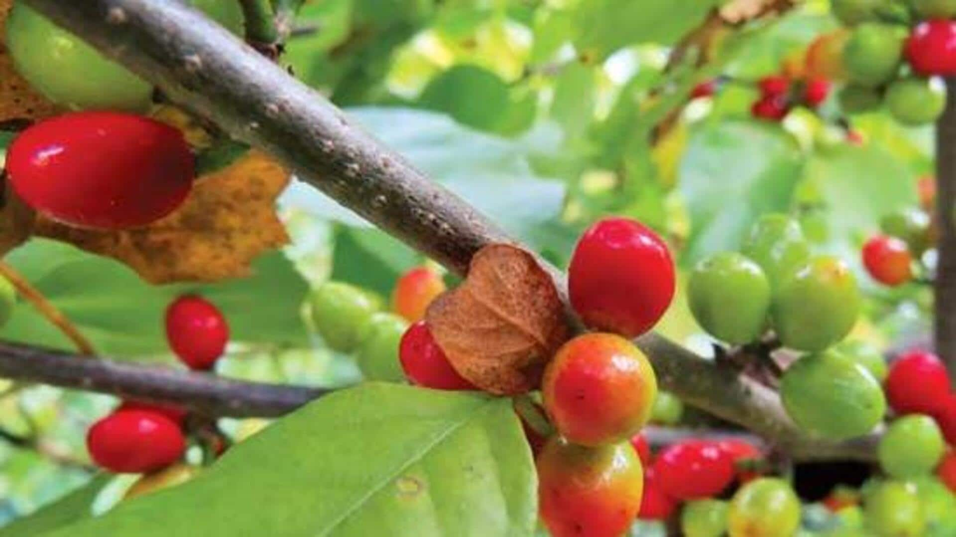 Crafting gourmet dishes with African spicebush berries