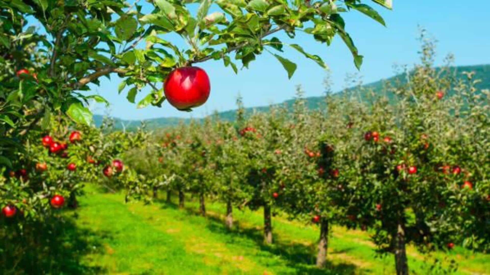 Stunning orchard stays in Uttarakhand: A list