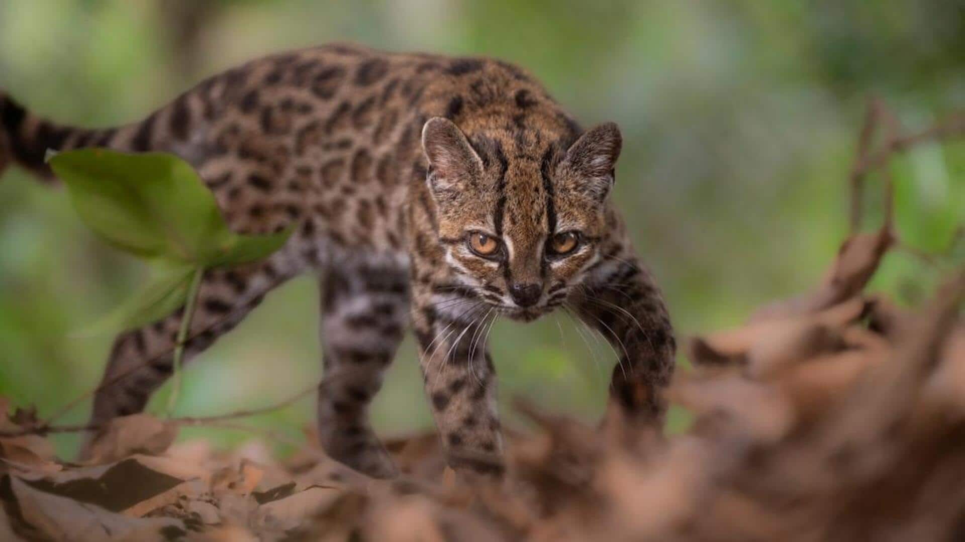 Meet tilcayo, first new feline species identified in over 100-years