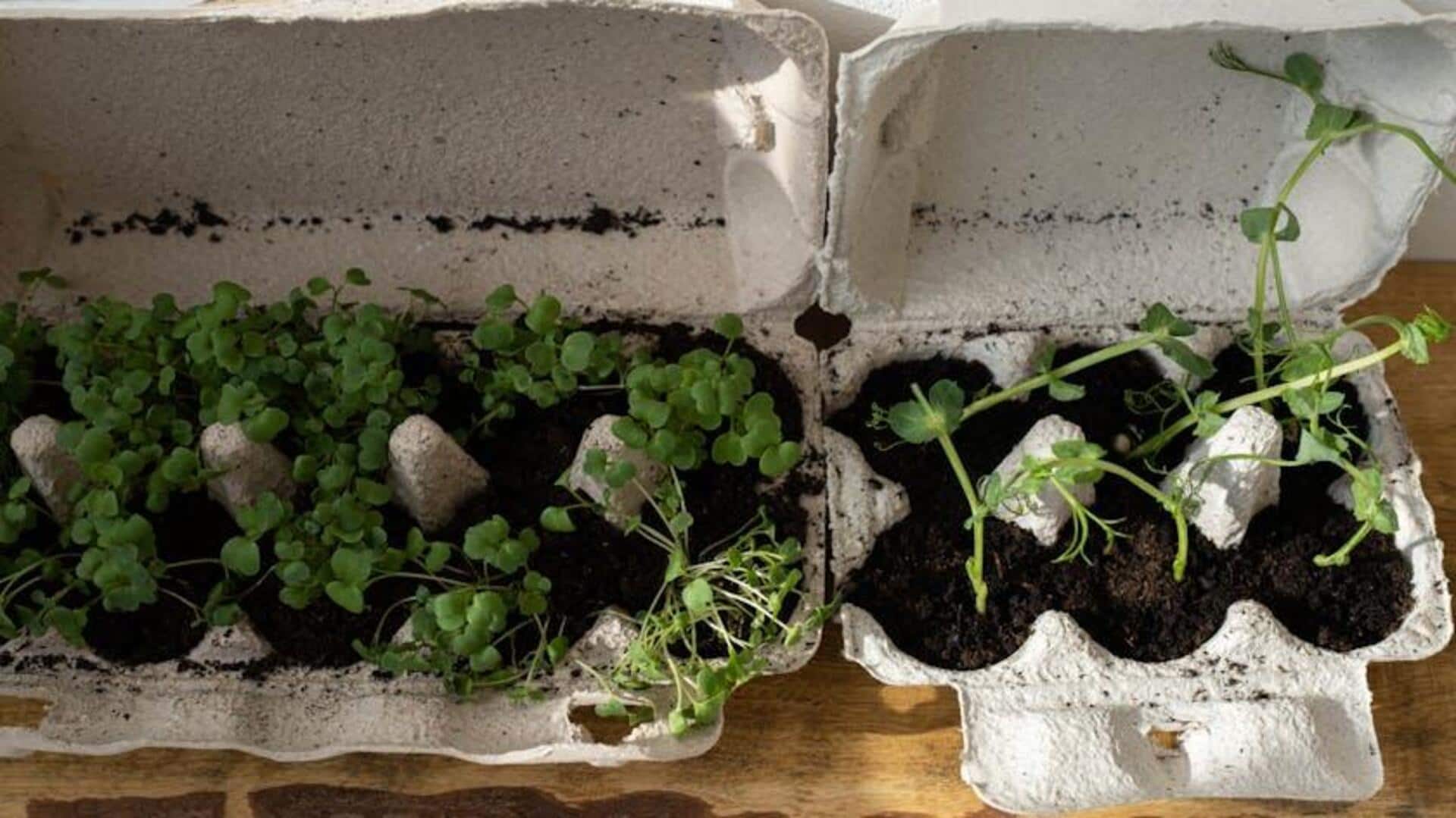 How to grow microgreens at home How to grow microgreens at home