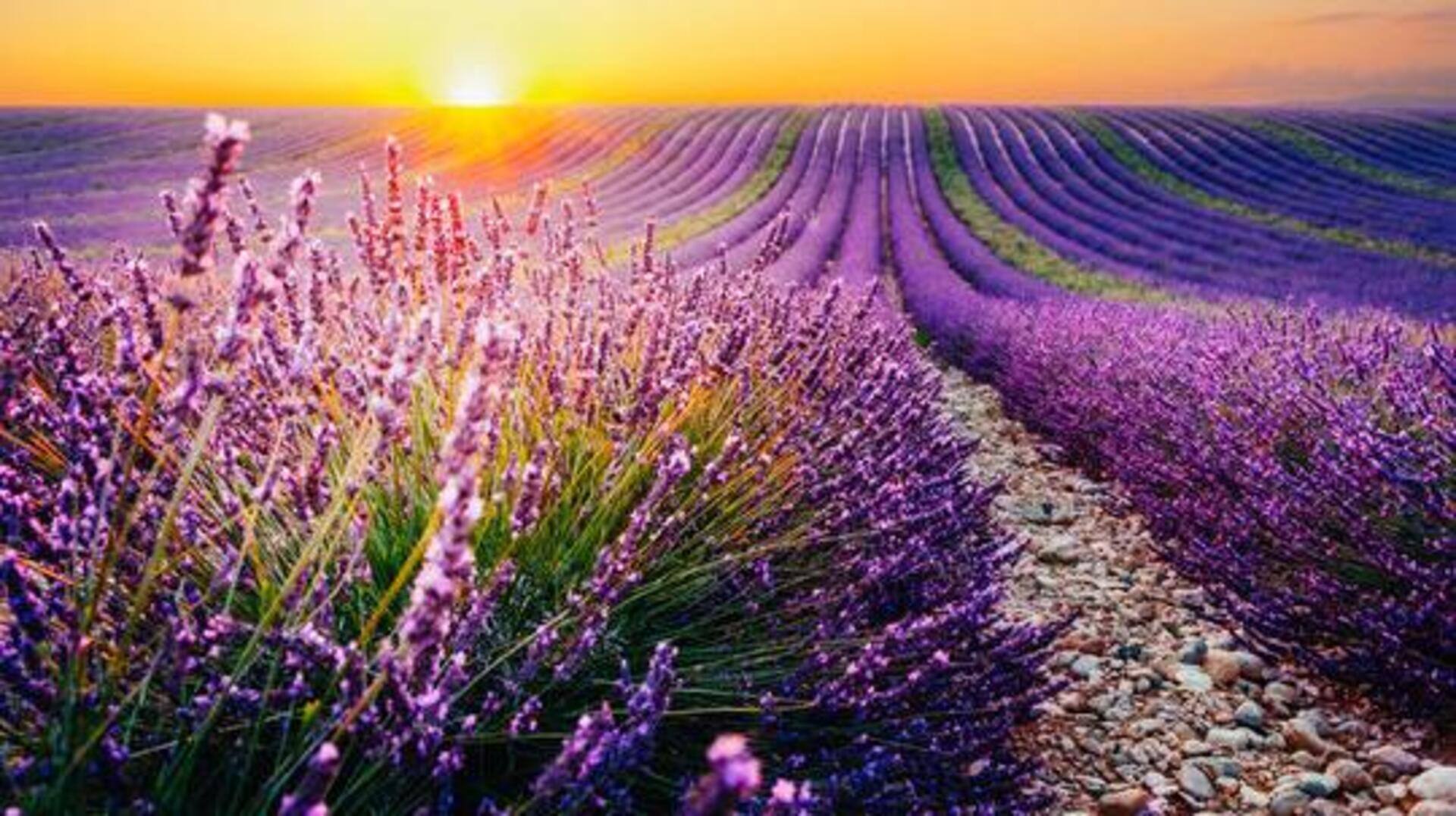 Southern England's most beautiful lavender fields: A list